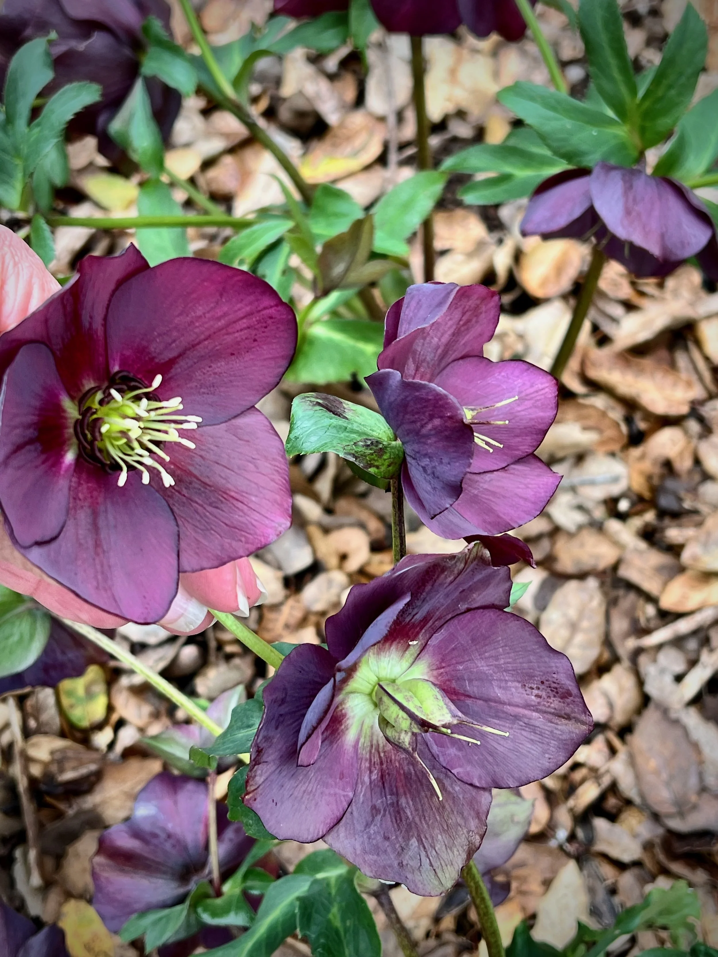 HELLEBORUS x hybridus Honeymoon Rome in Red