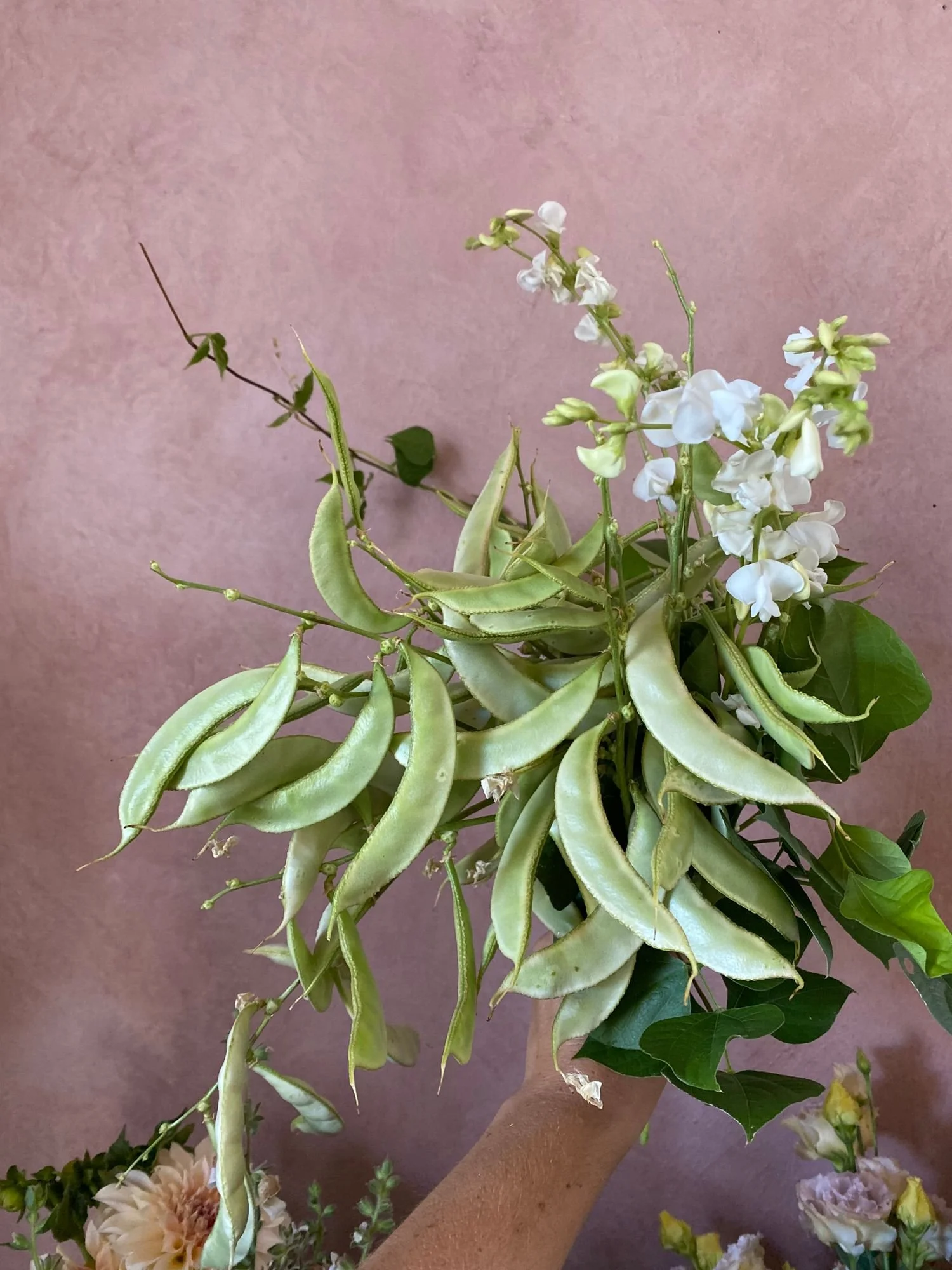 DOLICHOS lablab (Hyacinth Vine)