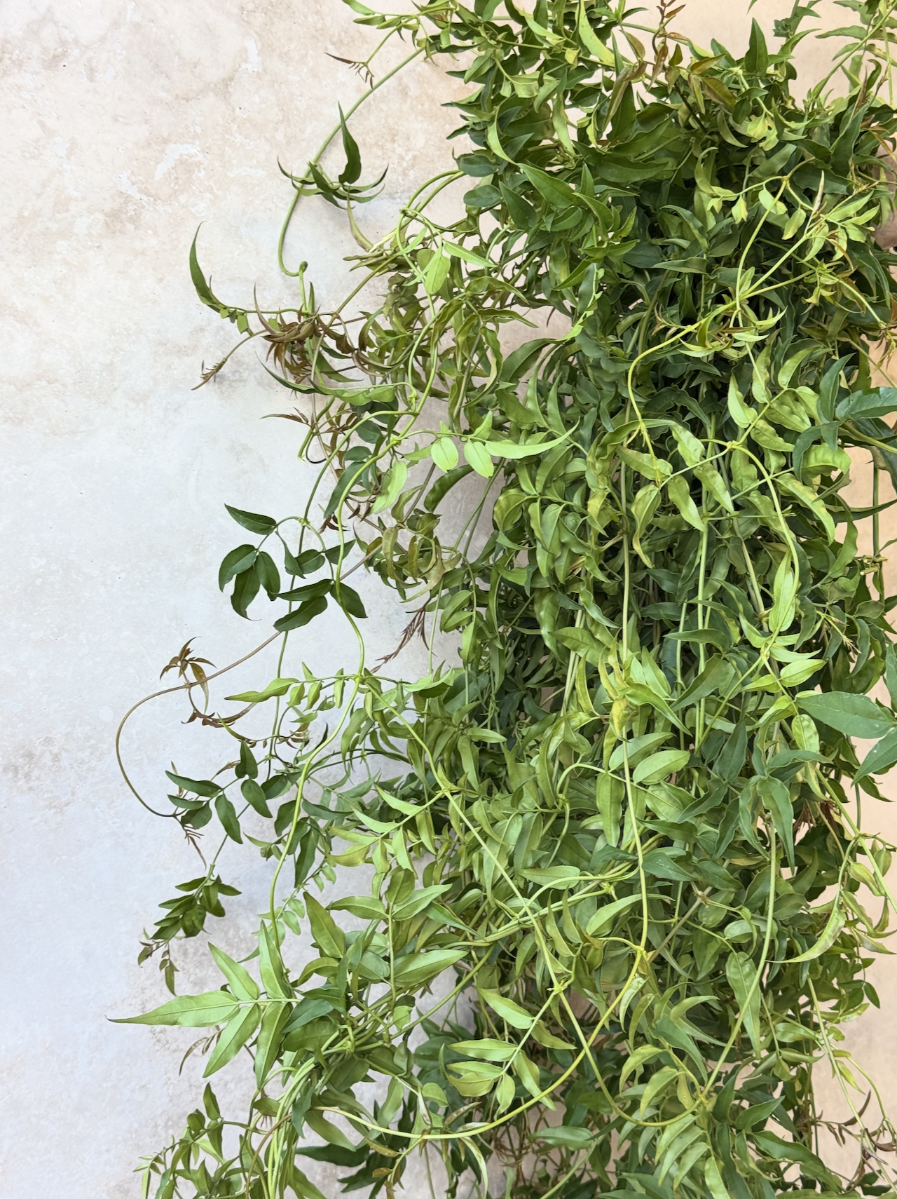 JASMINUM officinale