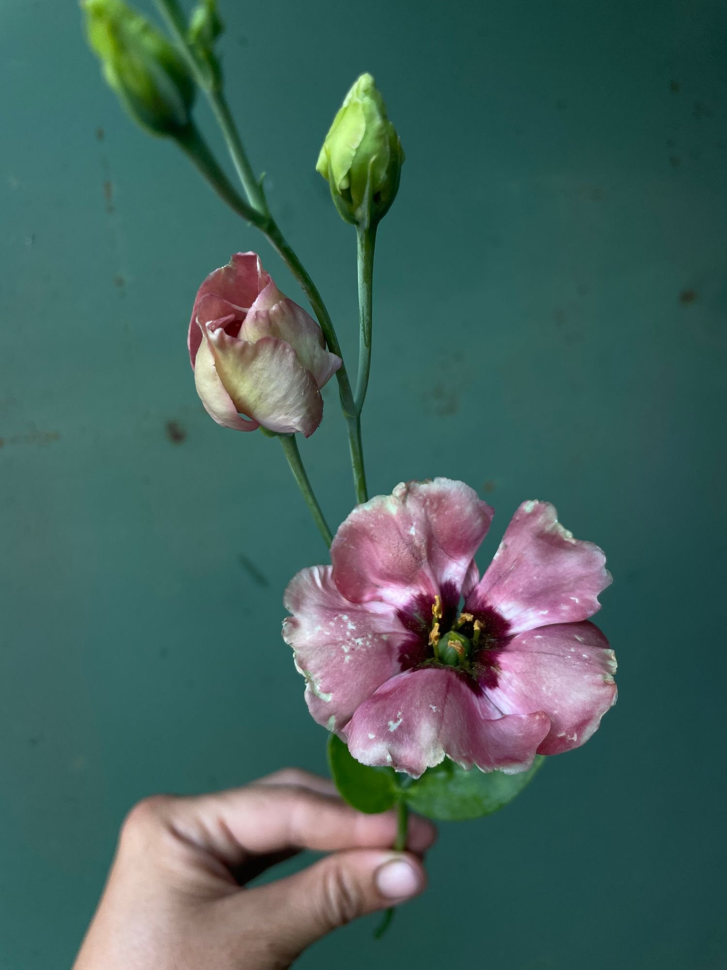 Lisianthus 'Puccino Chocolate'