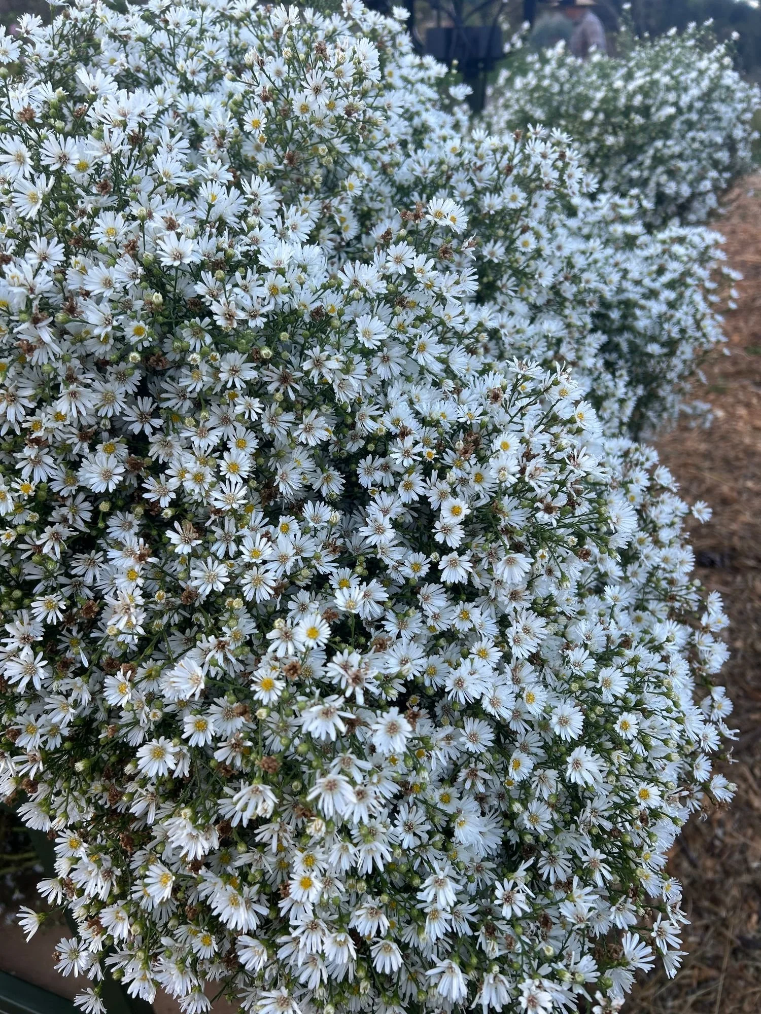 ASTER ericoides Monte Cassino
