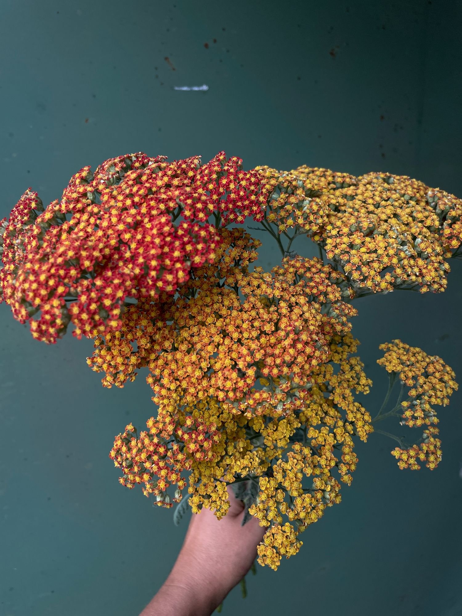 ACHILLEA x Sassy Summer Sunset