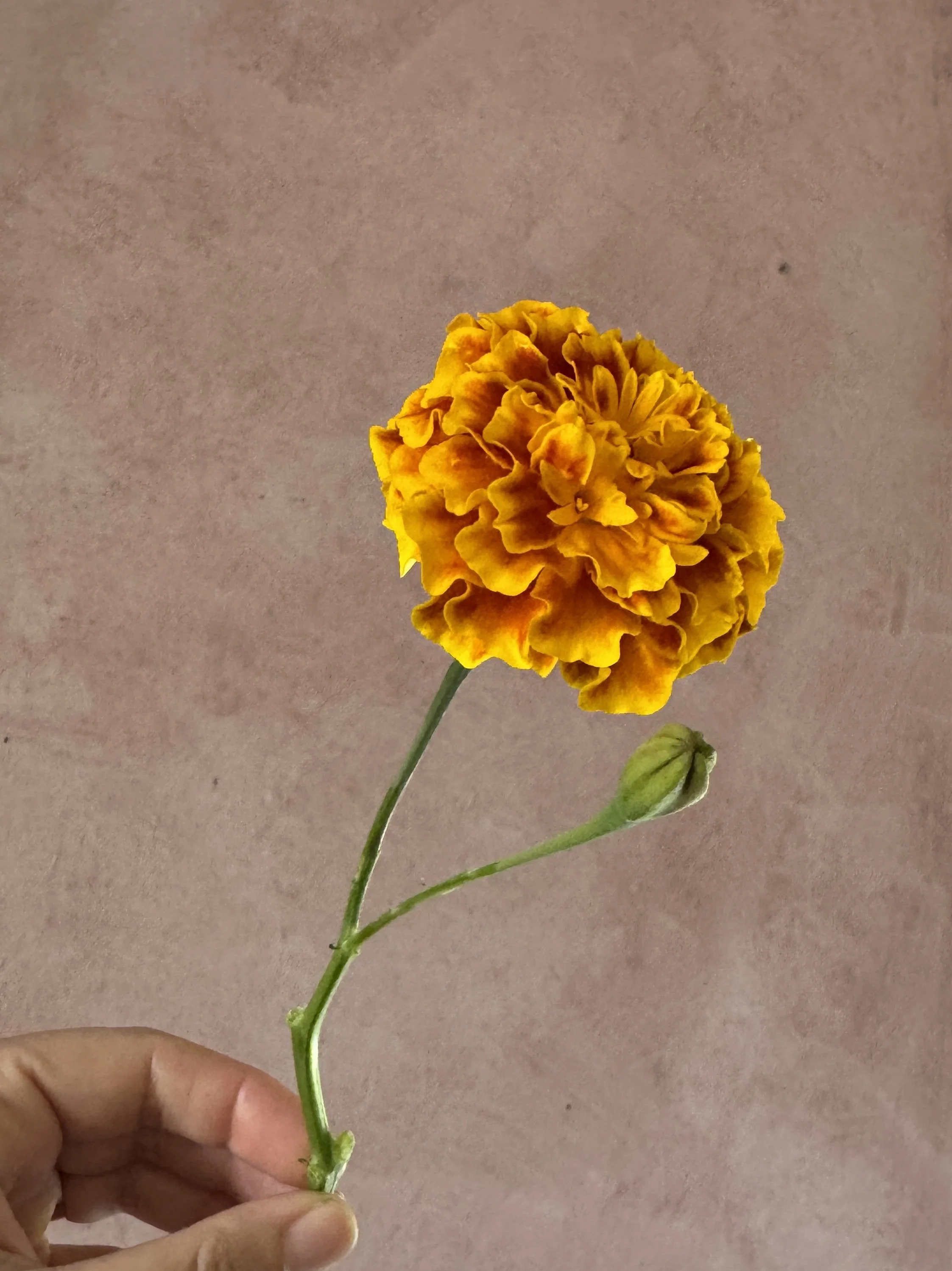 TAGETES patula Bonanza Bee