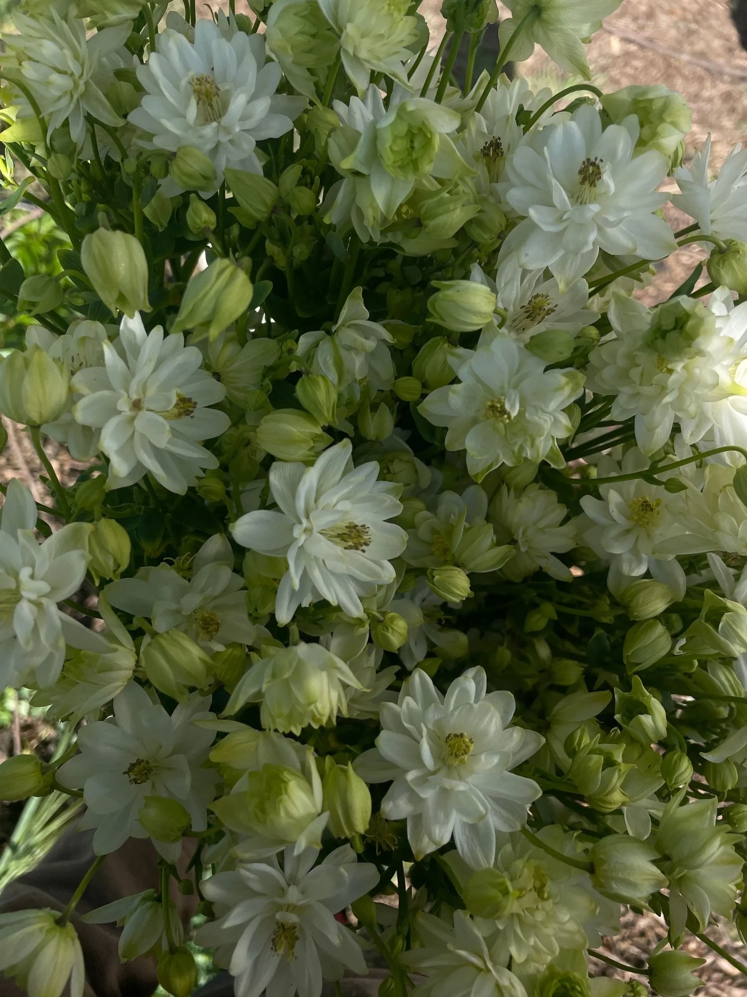 Columbine