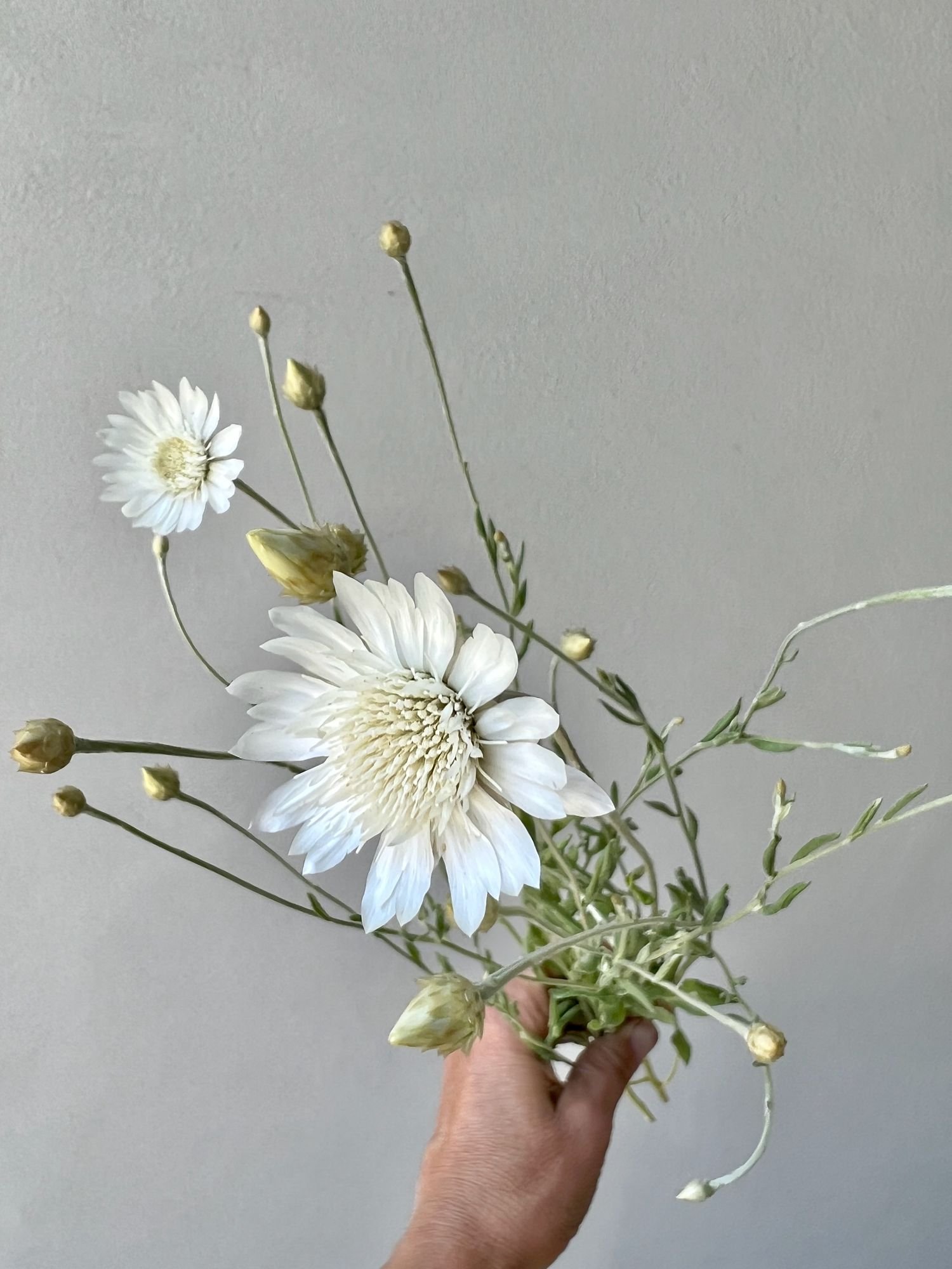 XERANTHEMUM annuum
