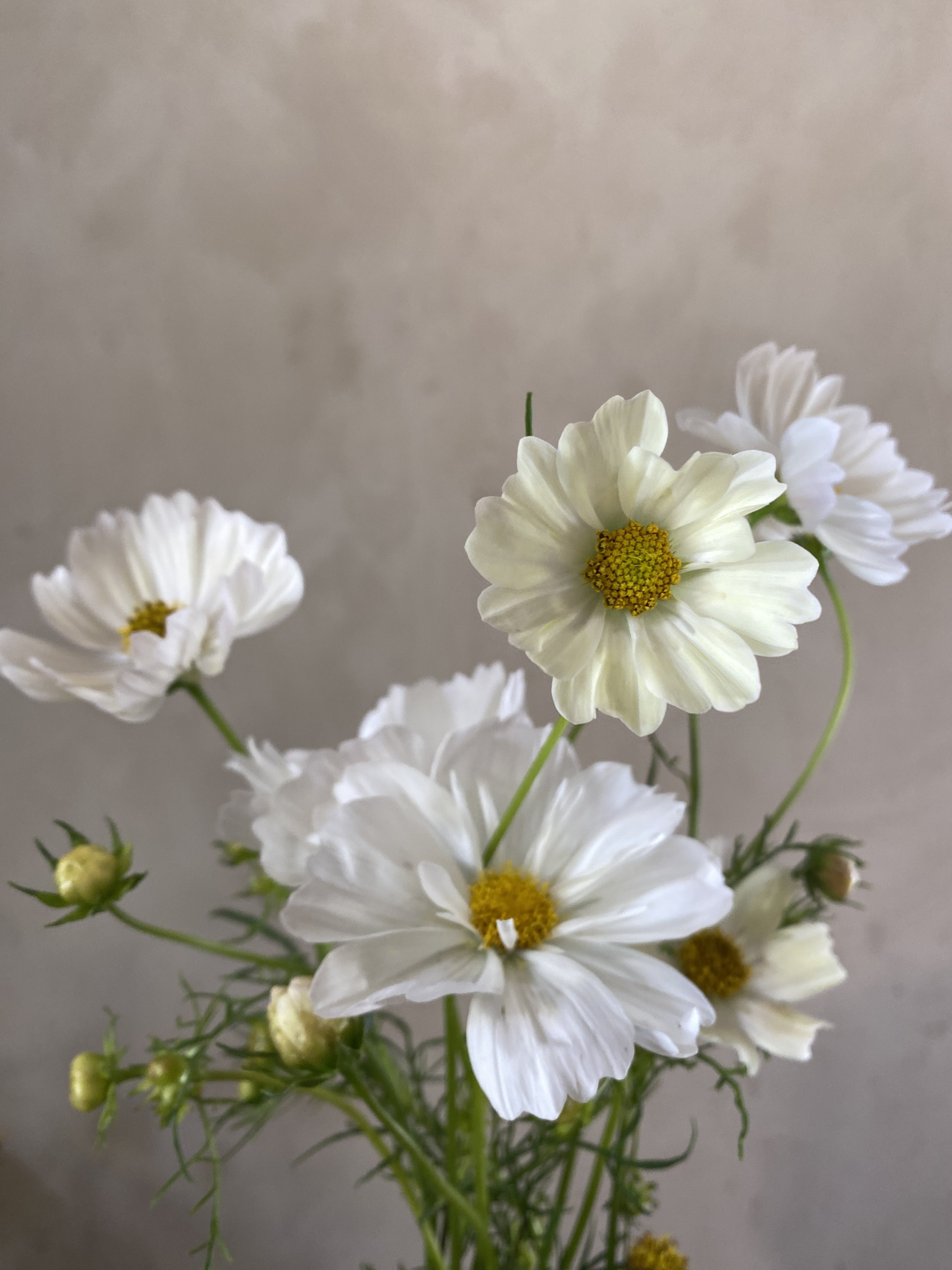 Cosmos 'Limelight'