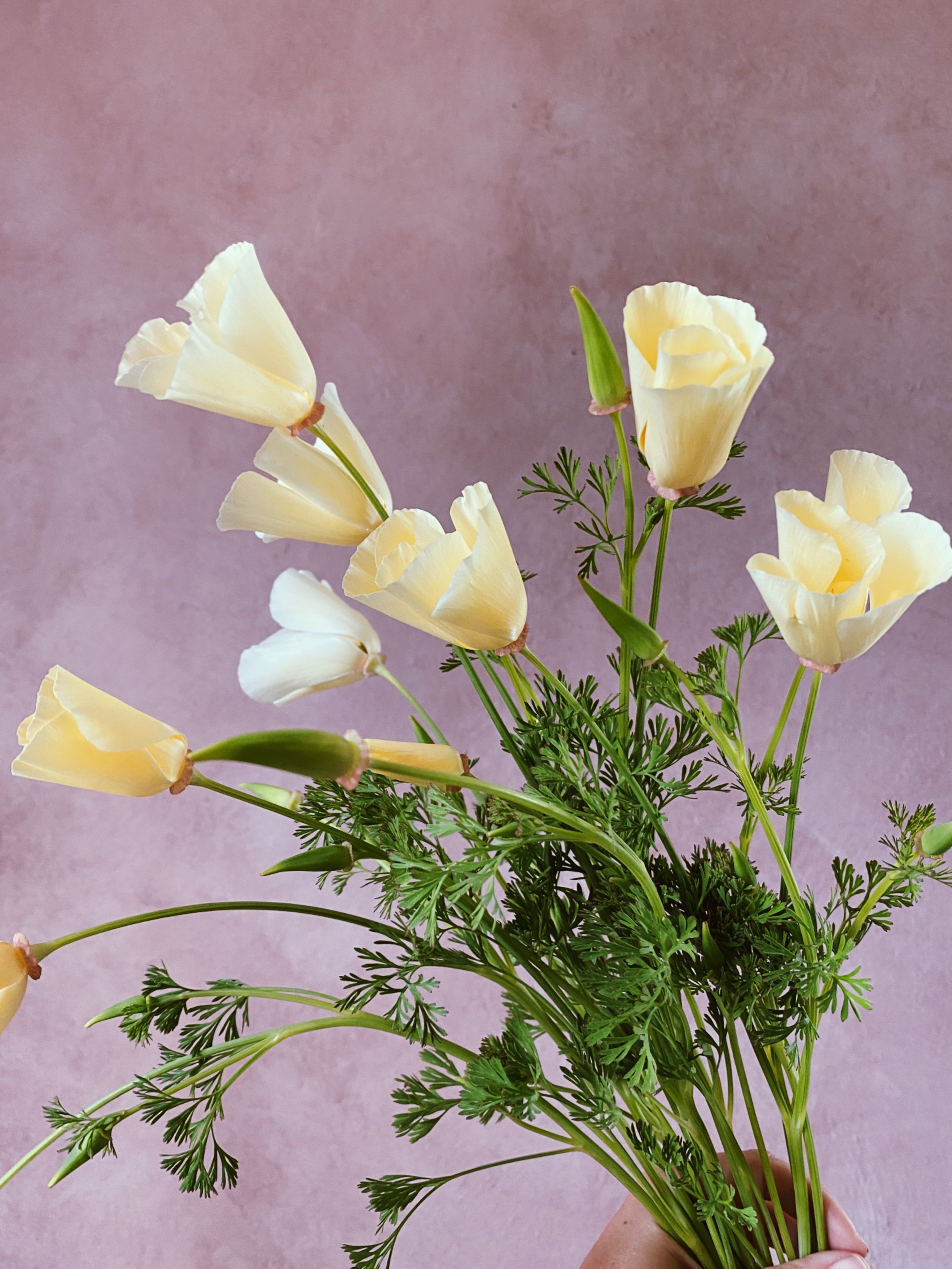 California Poppy 'Alba'