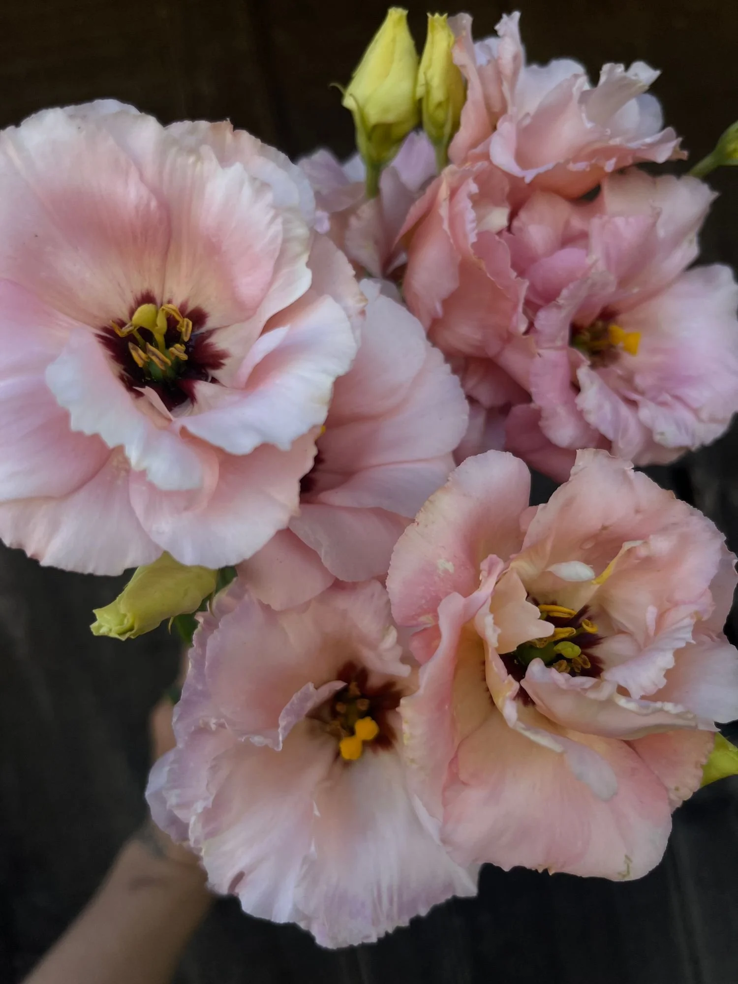 EUSTOMA grandiflorum Corelli Apricot