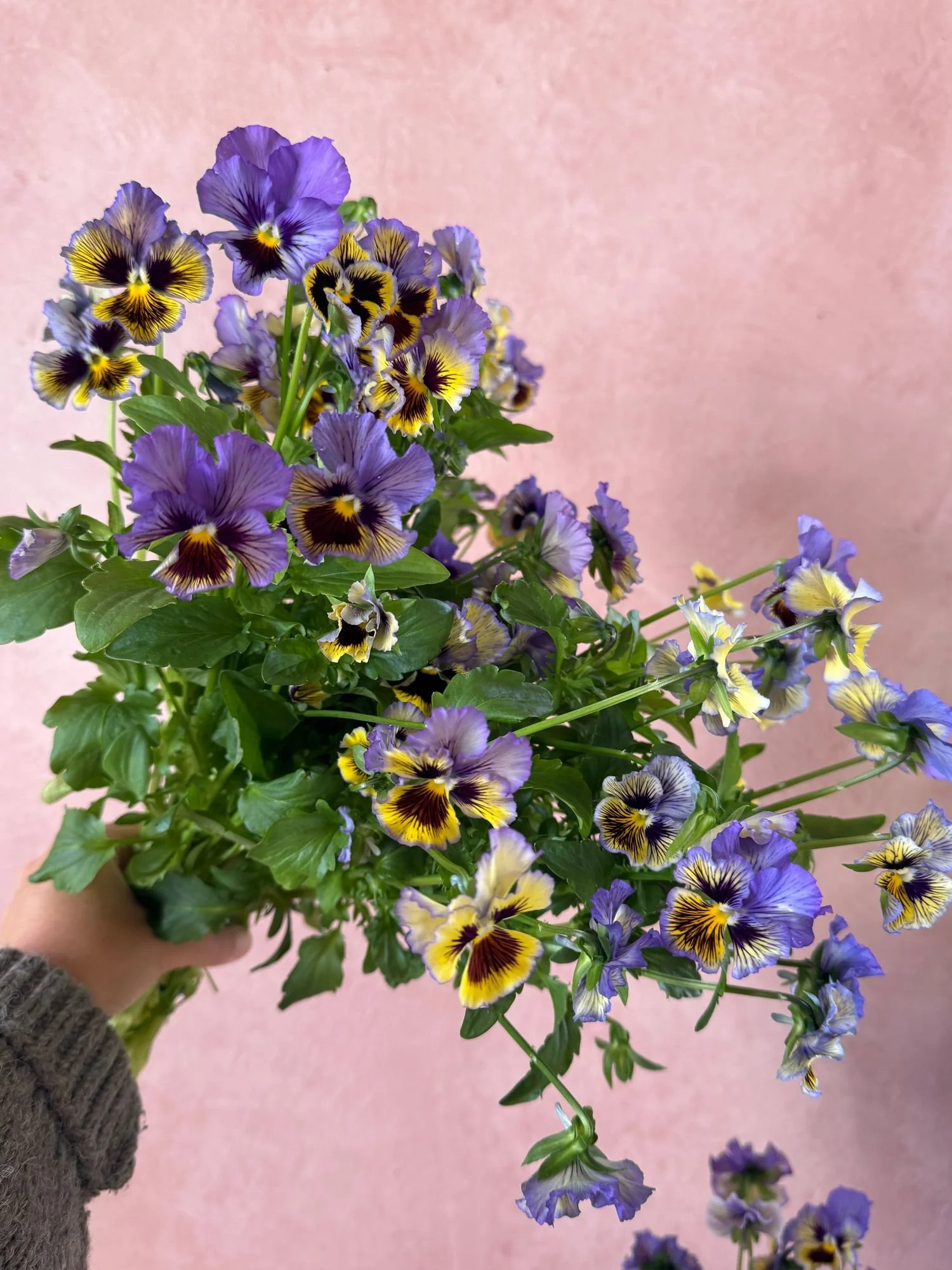 VIOLA x wittrockiana Frizzle Sizzle Yellow-Blue Swirl