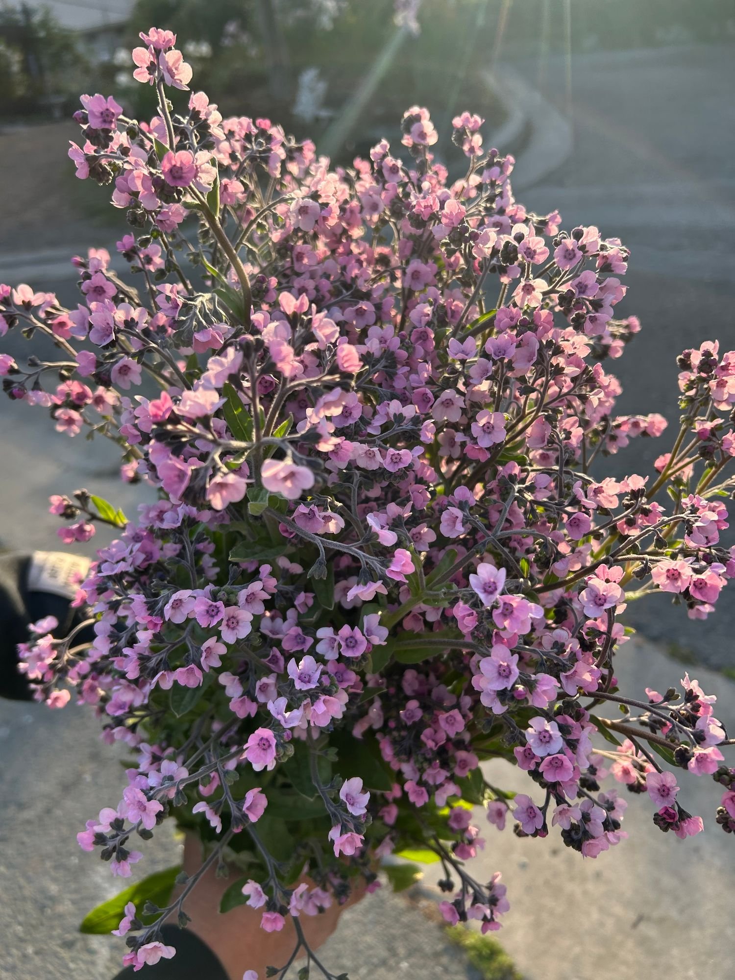 CYNOGLOSSUM amabile Mystery Rose