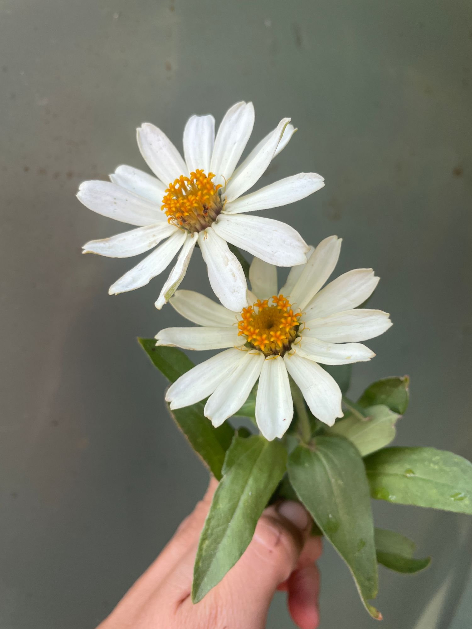 Zinnia 'Zahara'