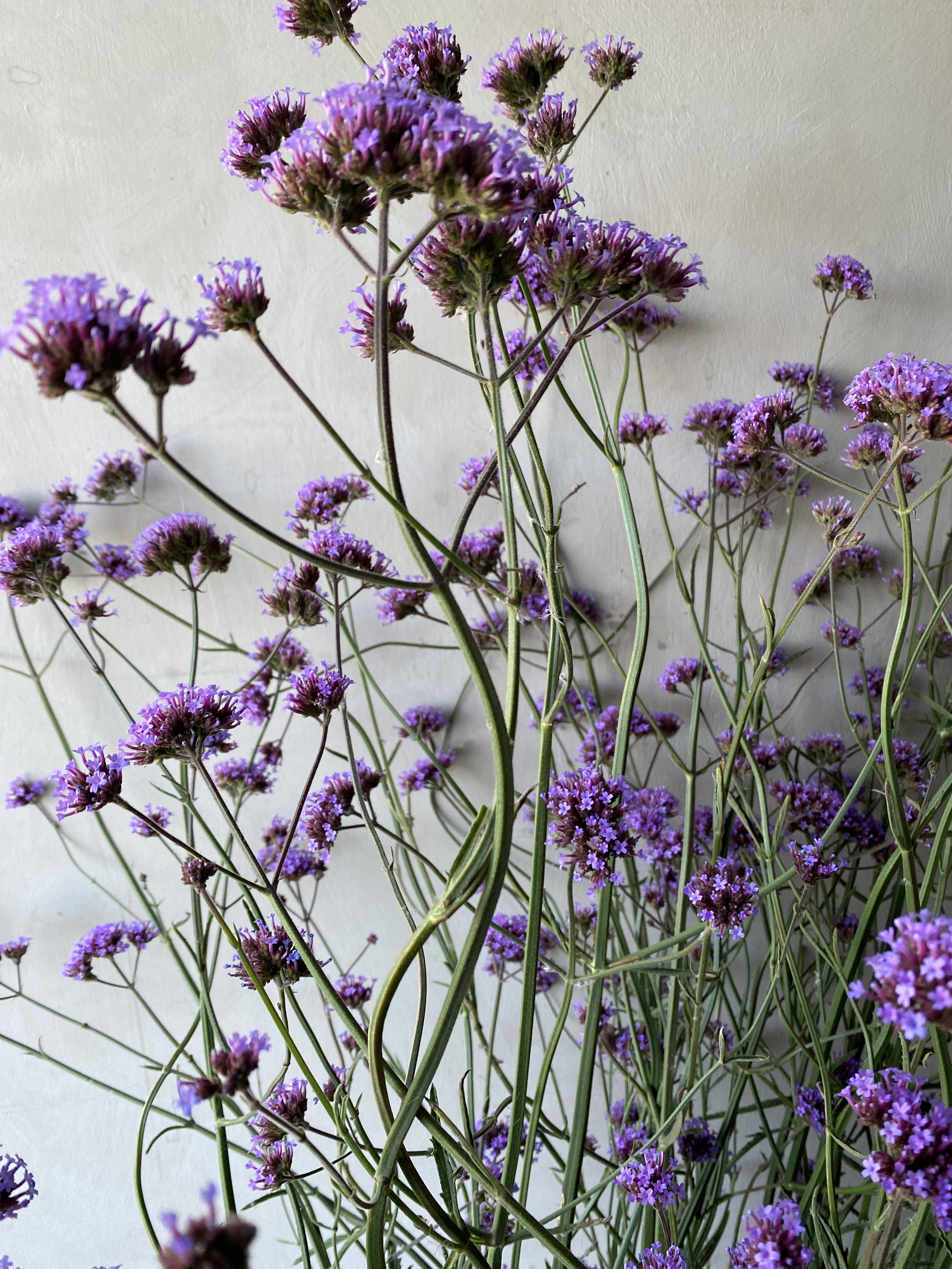 VERBENA bonariensis