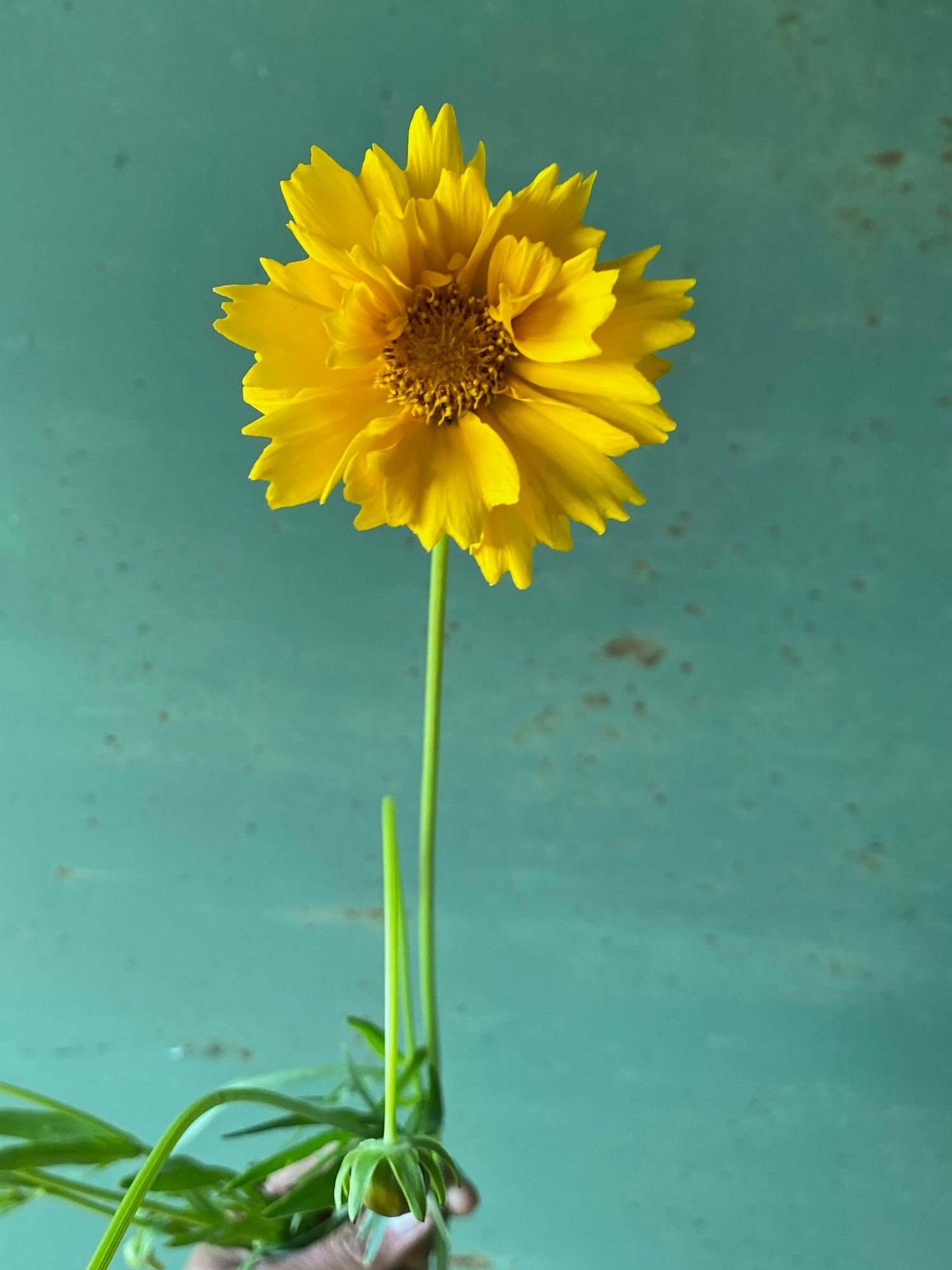 COREOPSIS lanceolata Sunburst