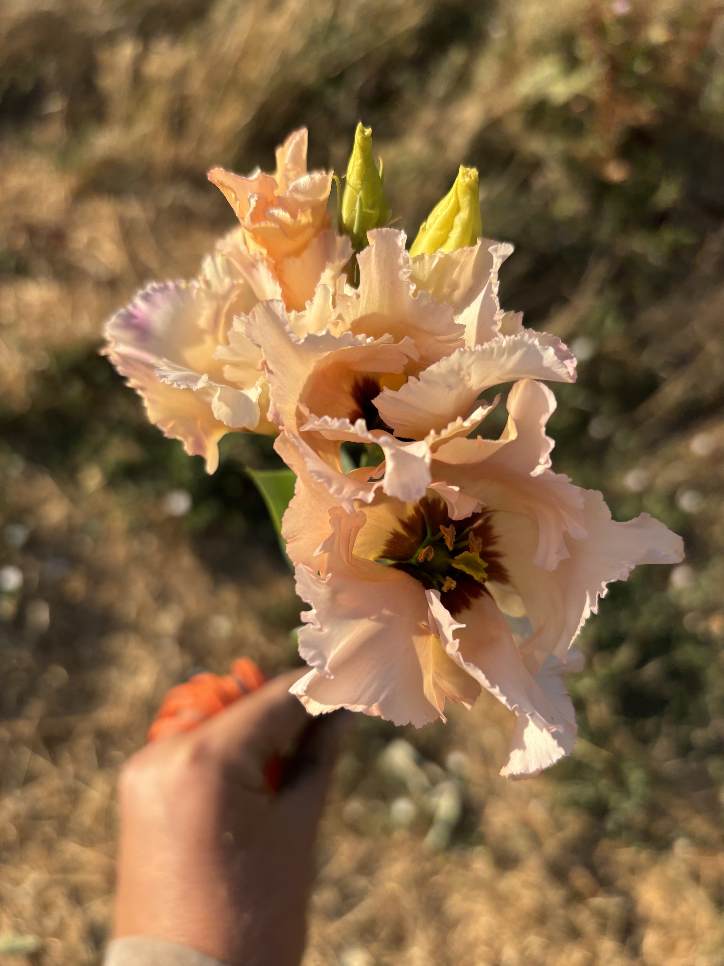 Lisianthus 'Apricot Falda'