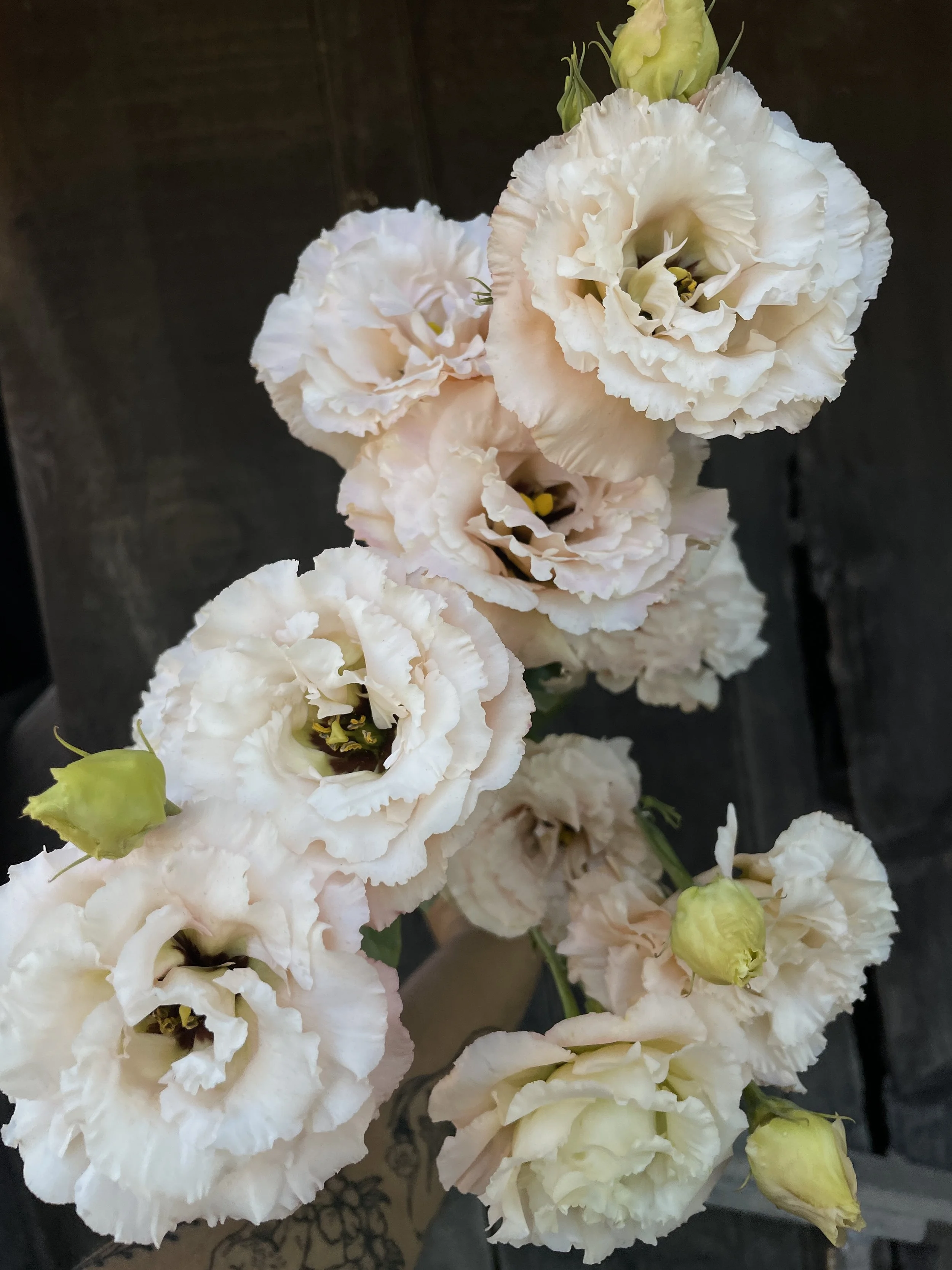EUSTOMA grandiflorum Celeb Apricot