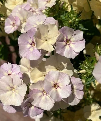 PHLOX drummondii Pucks Sport