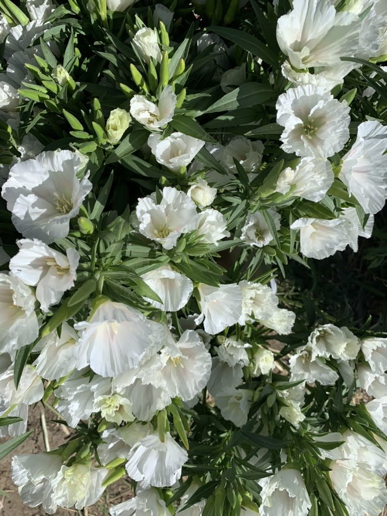 Clarkia amoena 'Grace White' $11 bu