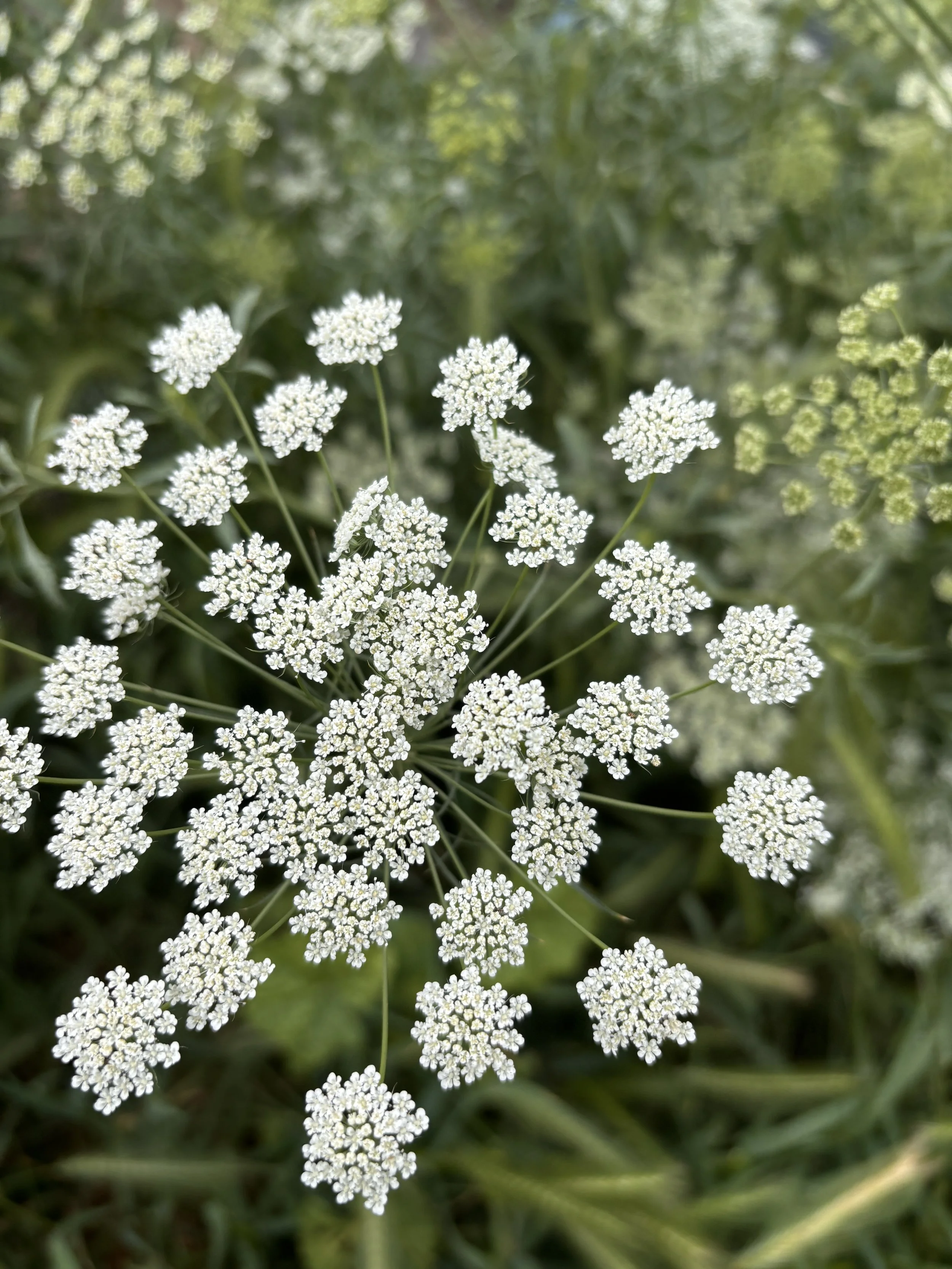 AMMI visnaga Green Mist