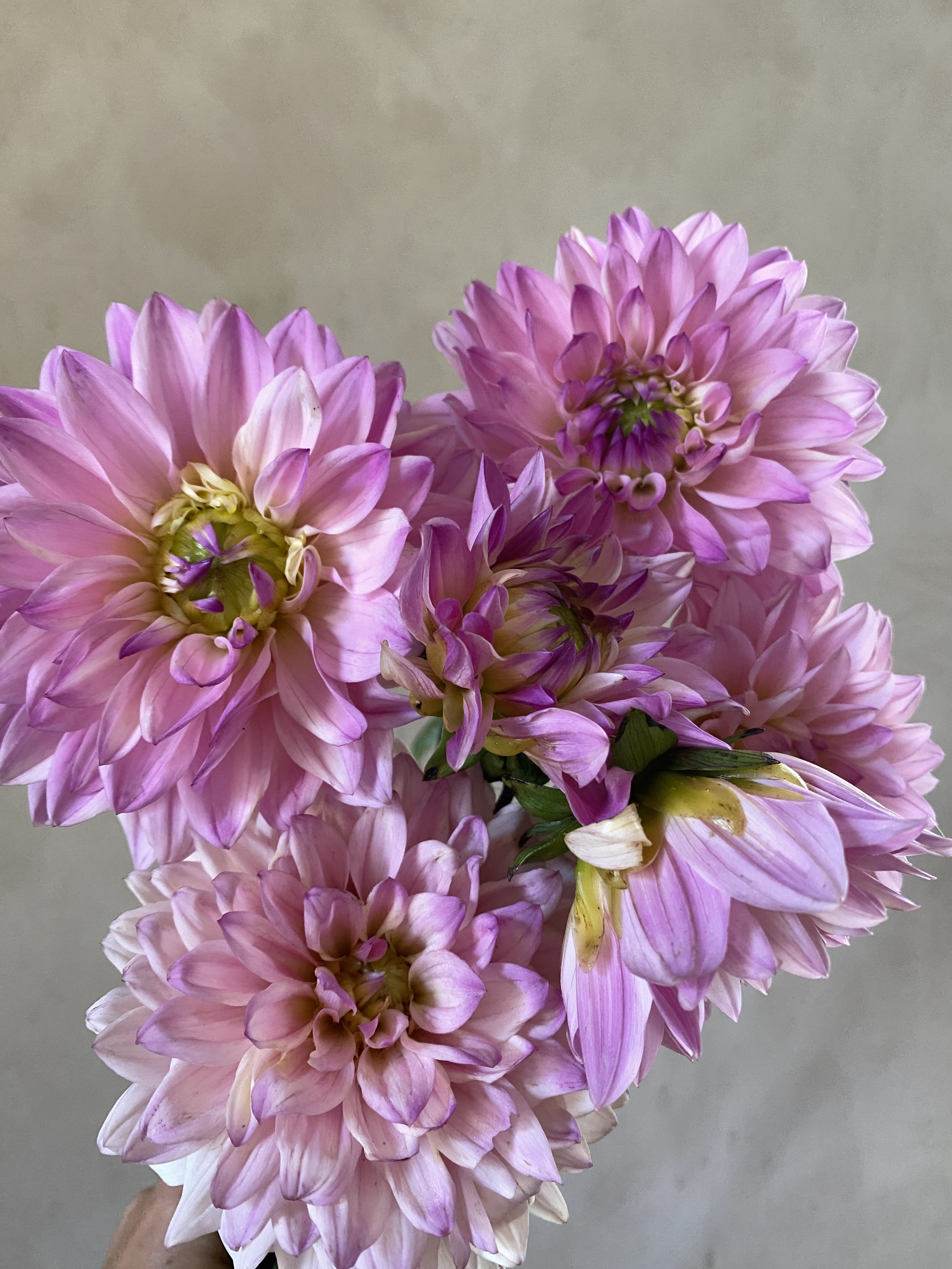 Dahlia Karma