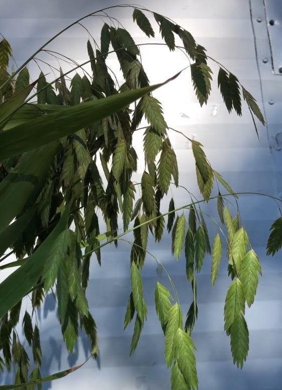 Northern Sea Oats