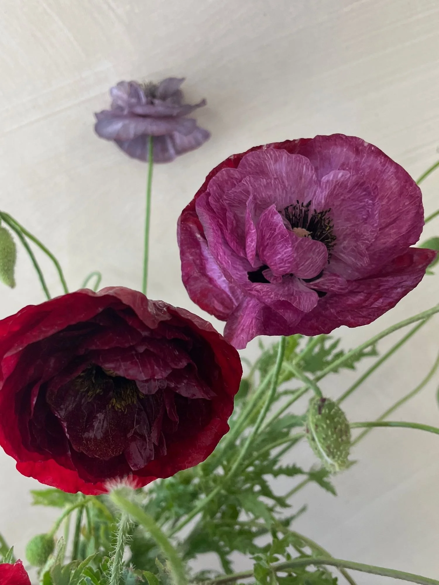 PAPAVER rhoeas Pandora