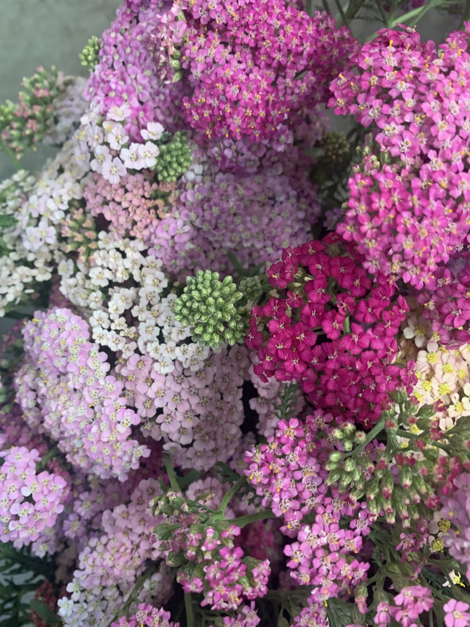 ACHILLEA millefolium Summer Pastels
