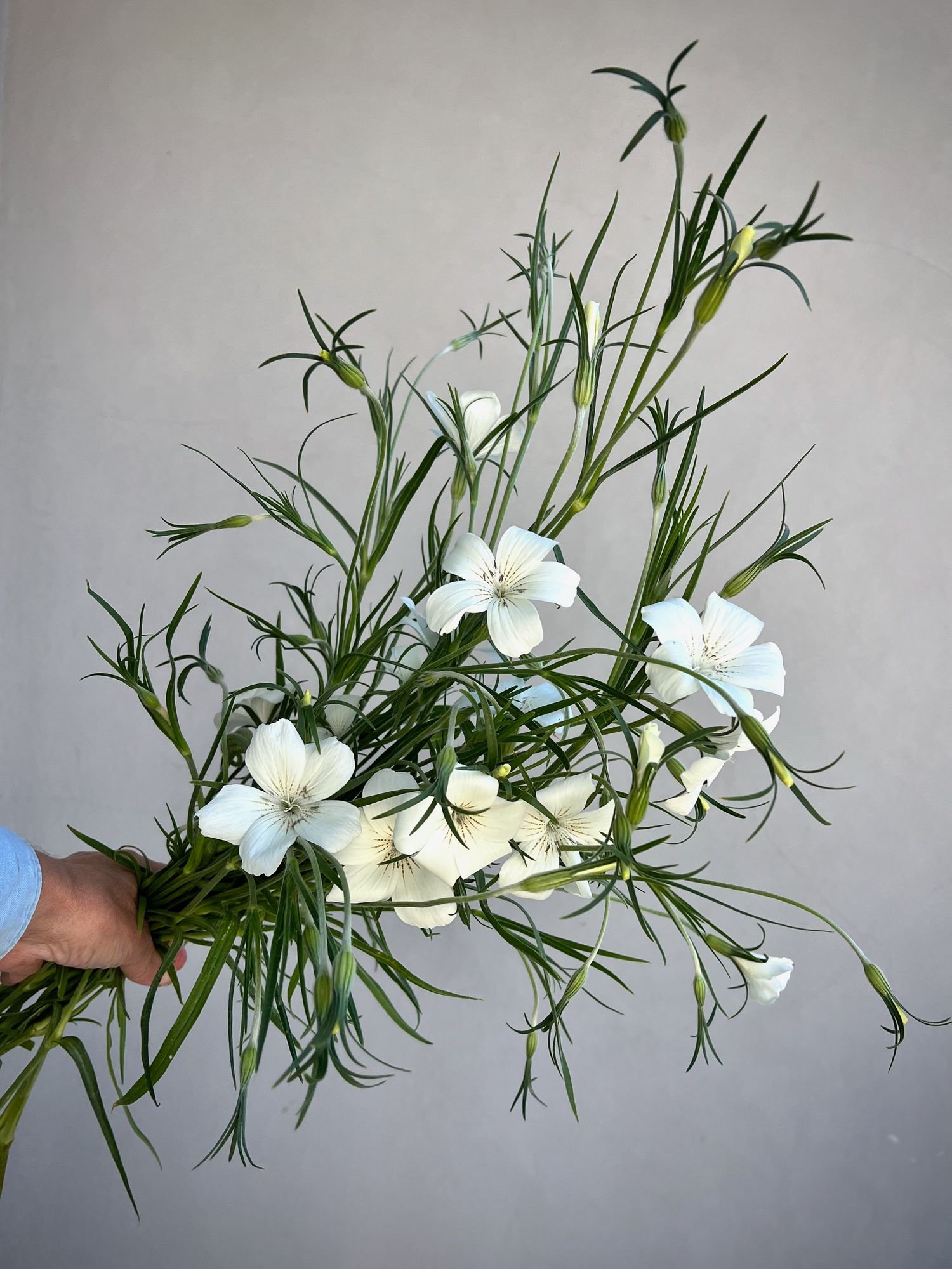 AGROSTEMMA Ocean Pearls