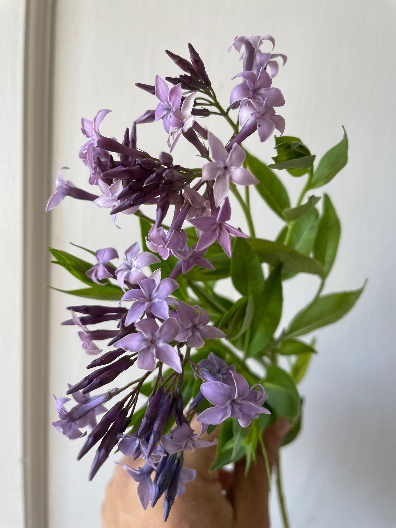 Amsonia 'Blue Ice' $11 bu