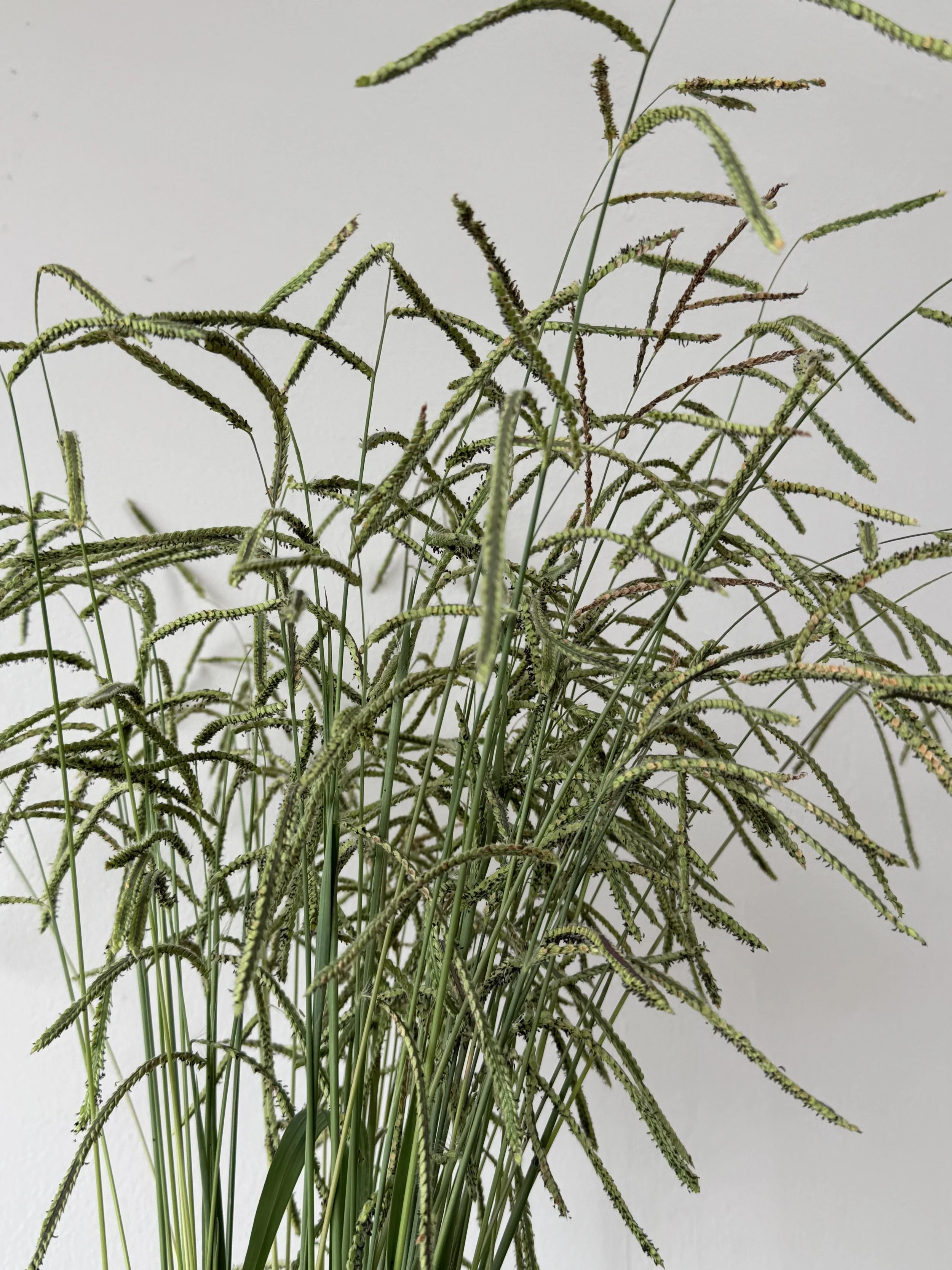 PASPALUM dilatatum