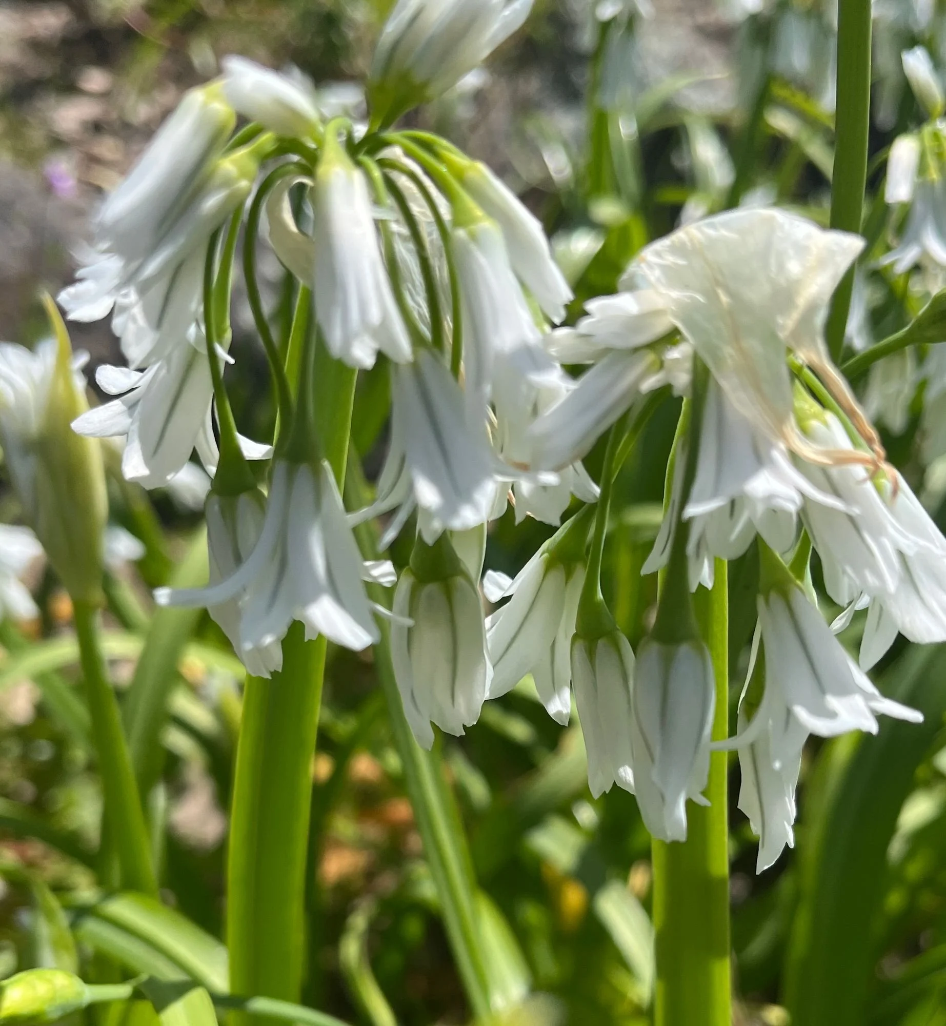 ALLIUM triquetrum (edible)