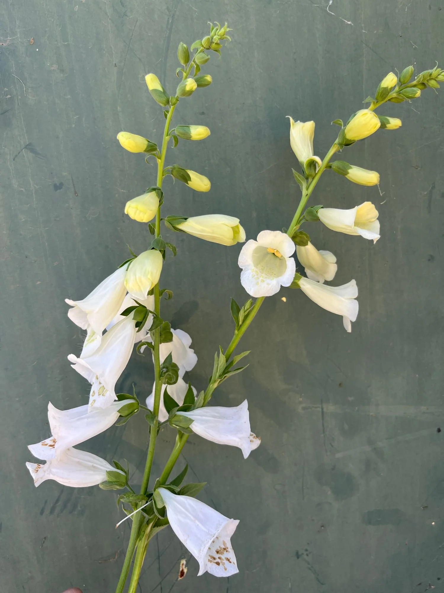 DIGITALIS purpurea Camelot White