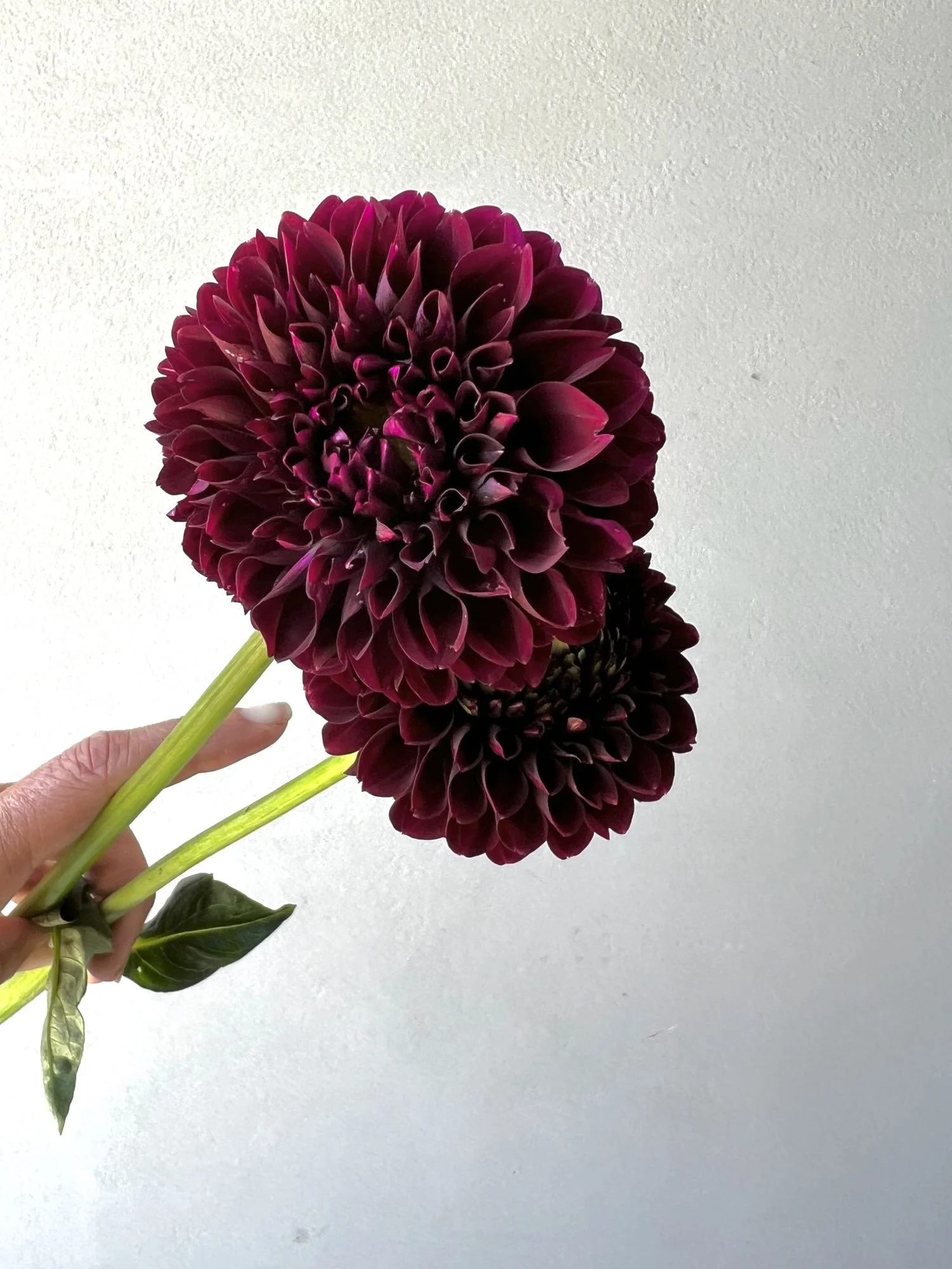 DAHLIA Jowey Mirella