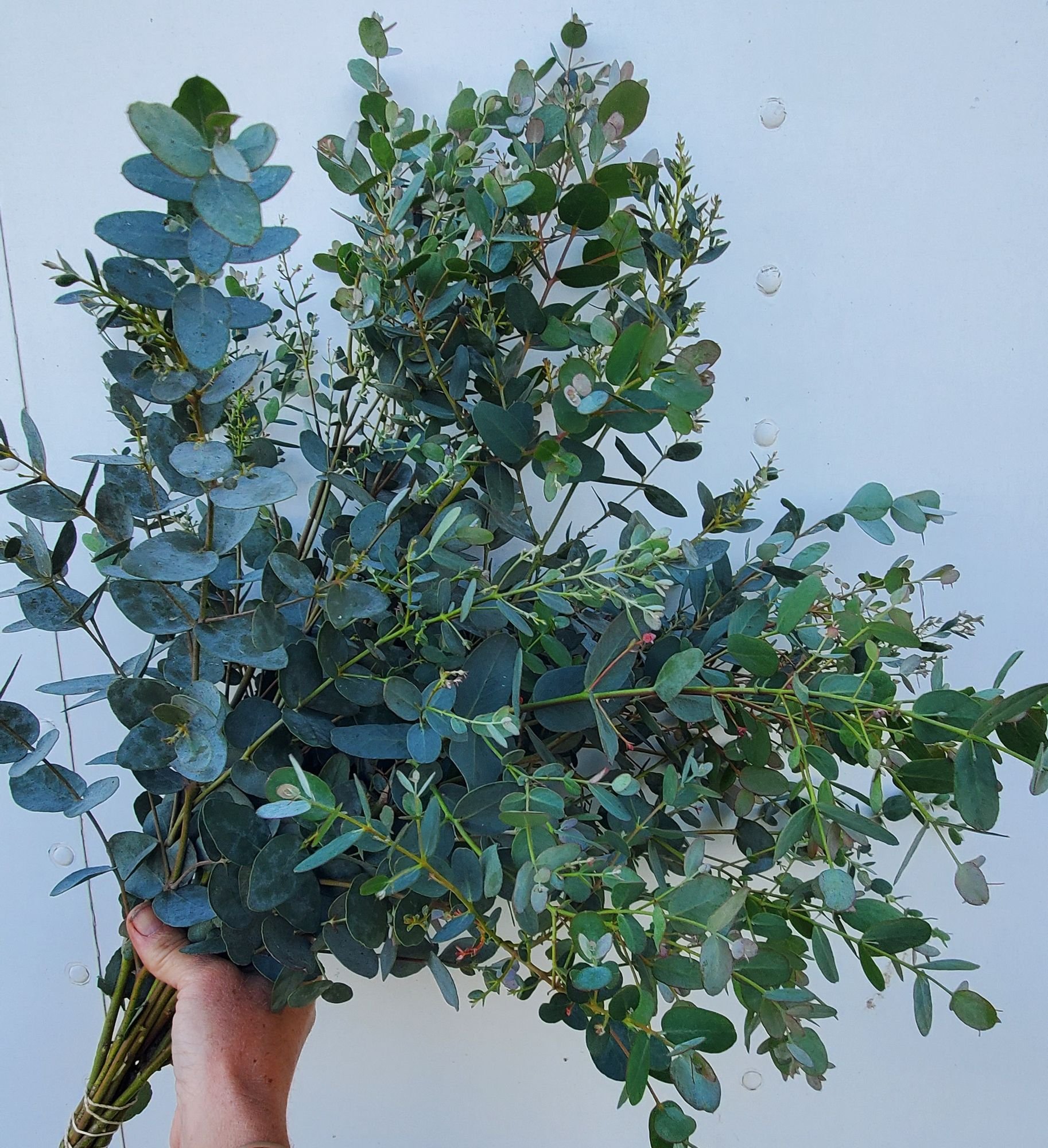 Eucalyptus 'Silver Drop'