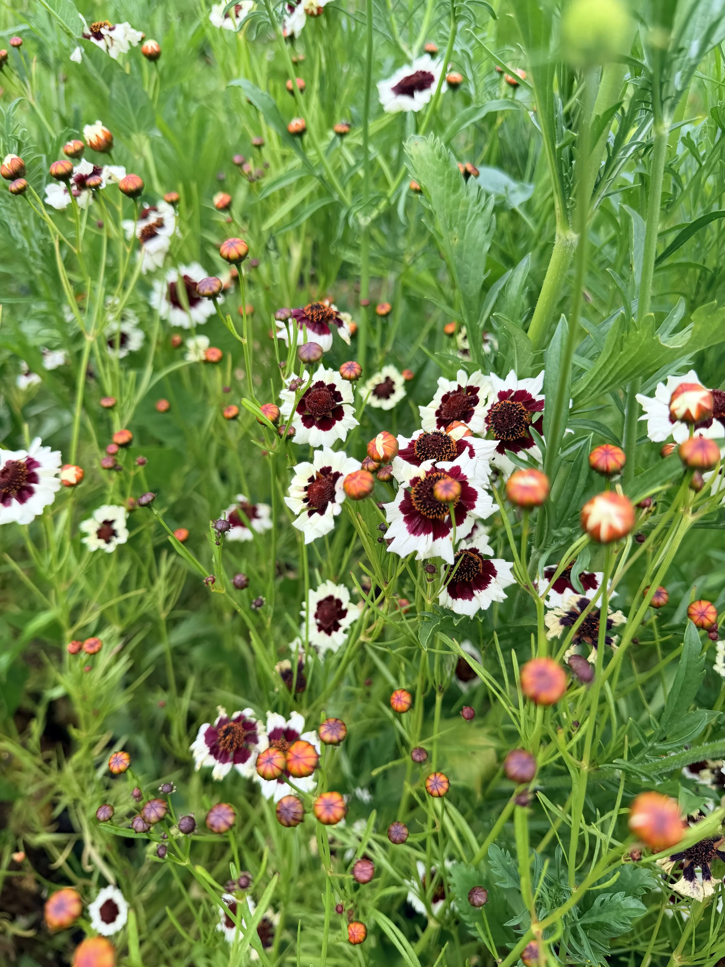 COREOPSIS tinctoria Corusco Cream-Red