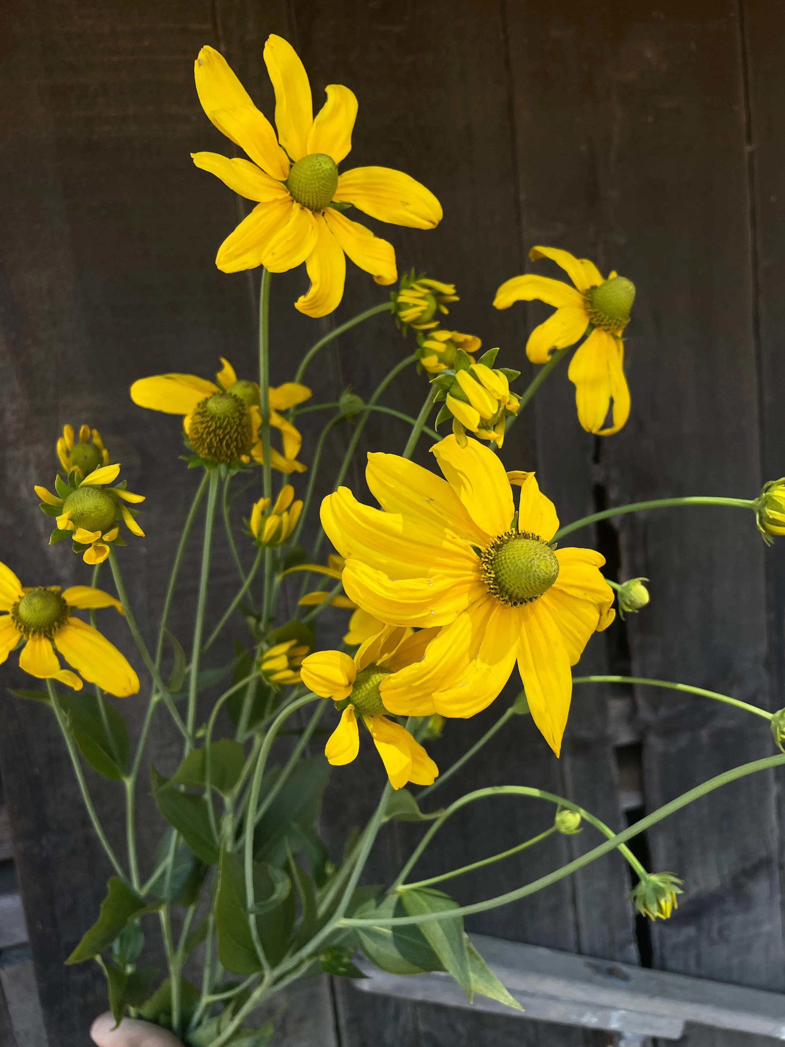 RUDBECKIA laciniata Autumn Sun