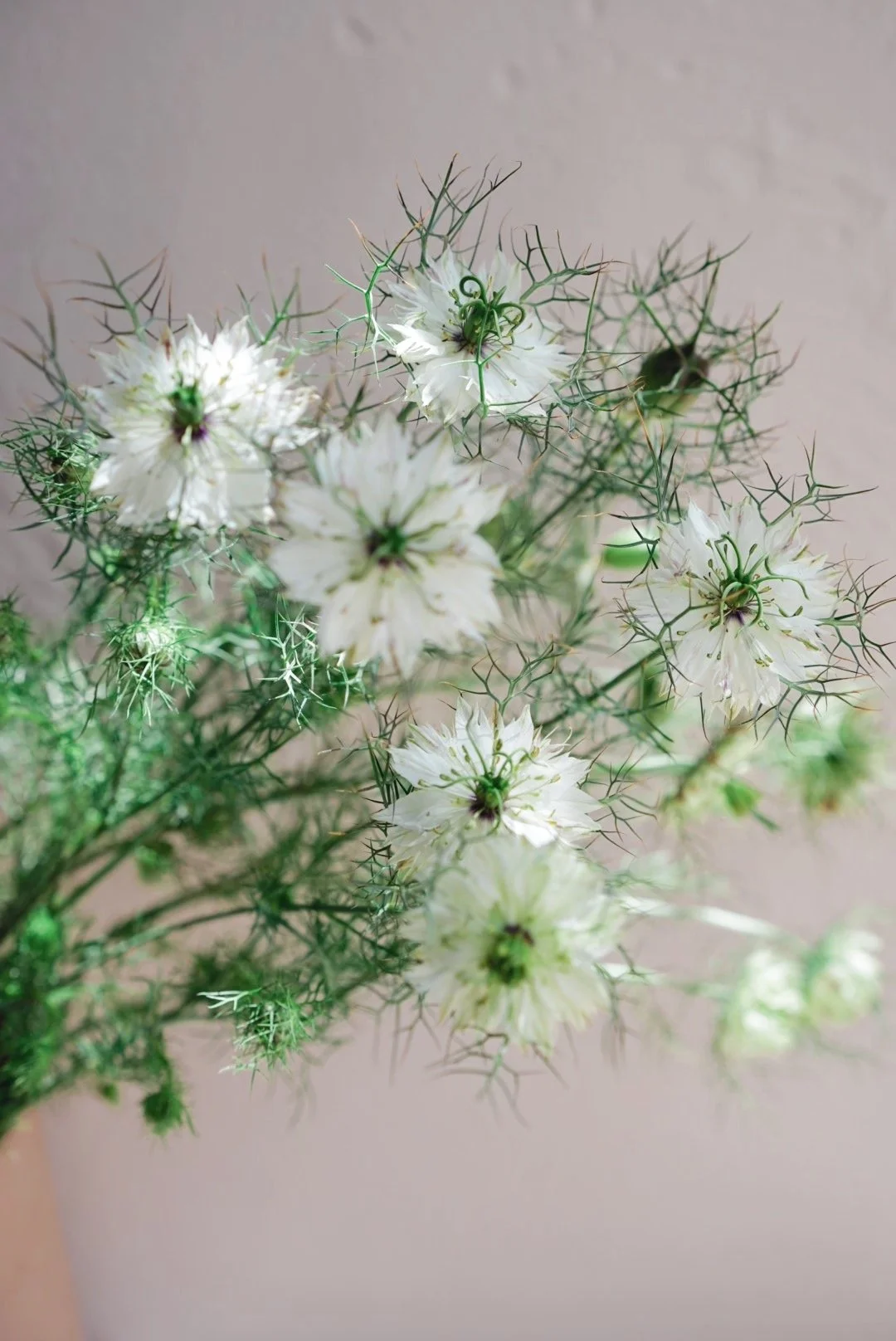 NIGELLA damascena Albion
