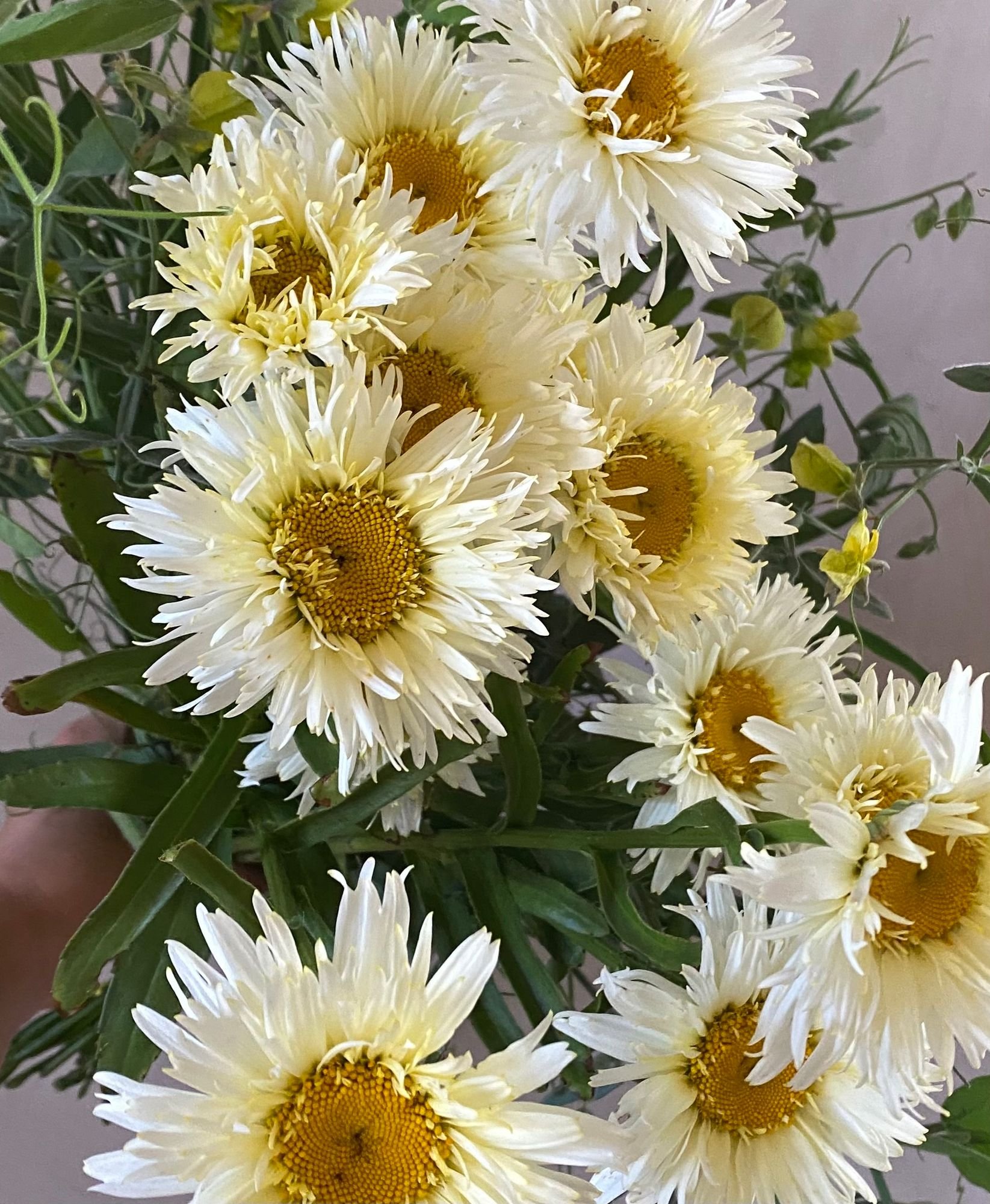LEUCANTHEMUM x superbum Coconuts
