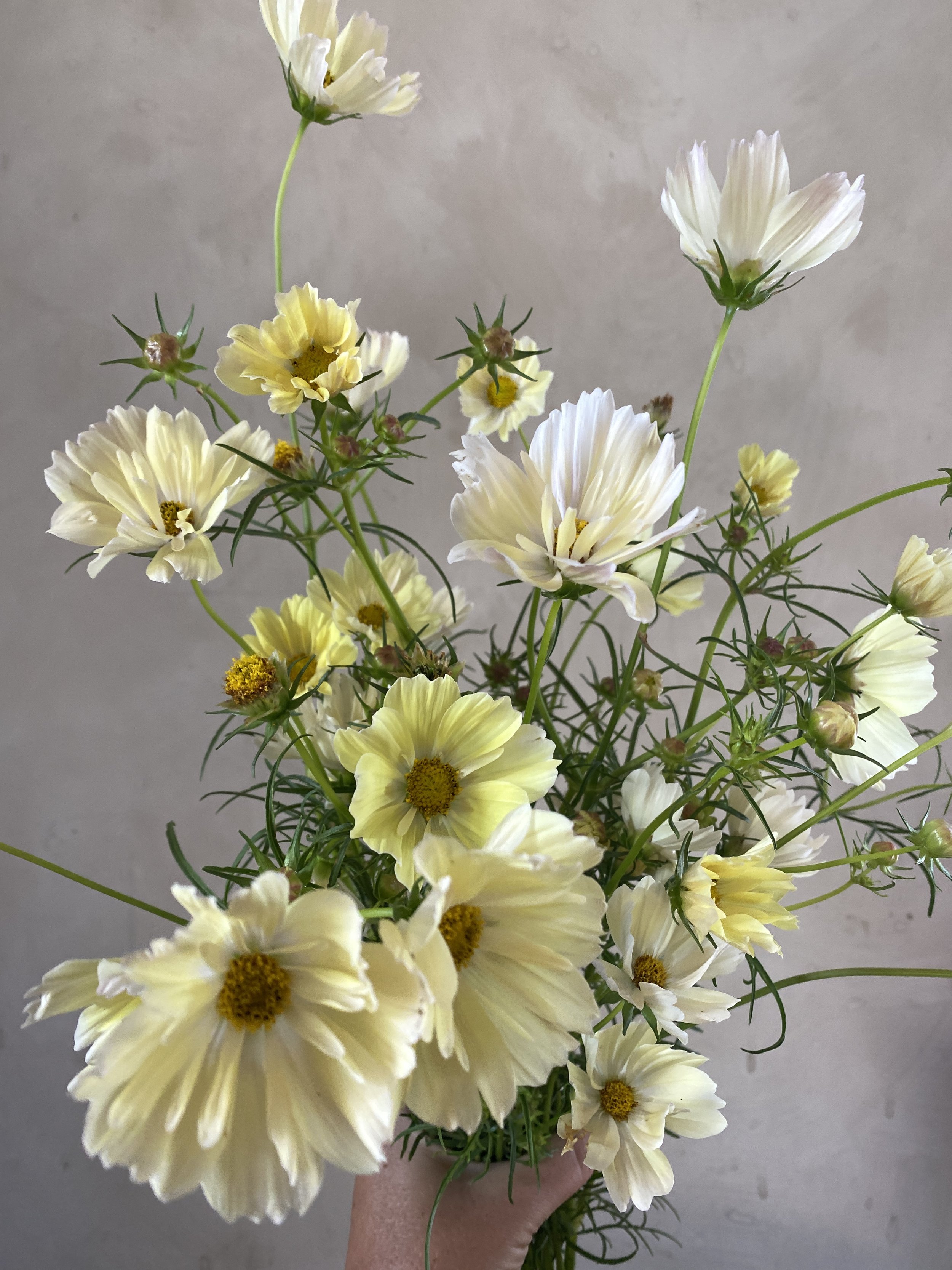 Cosmos 'Lemonade'