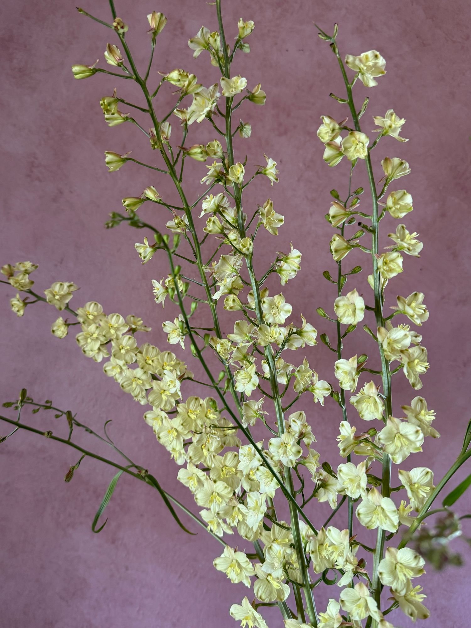 DELPHINIUM semibarbatum