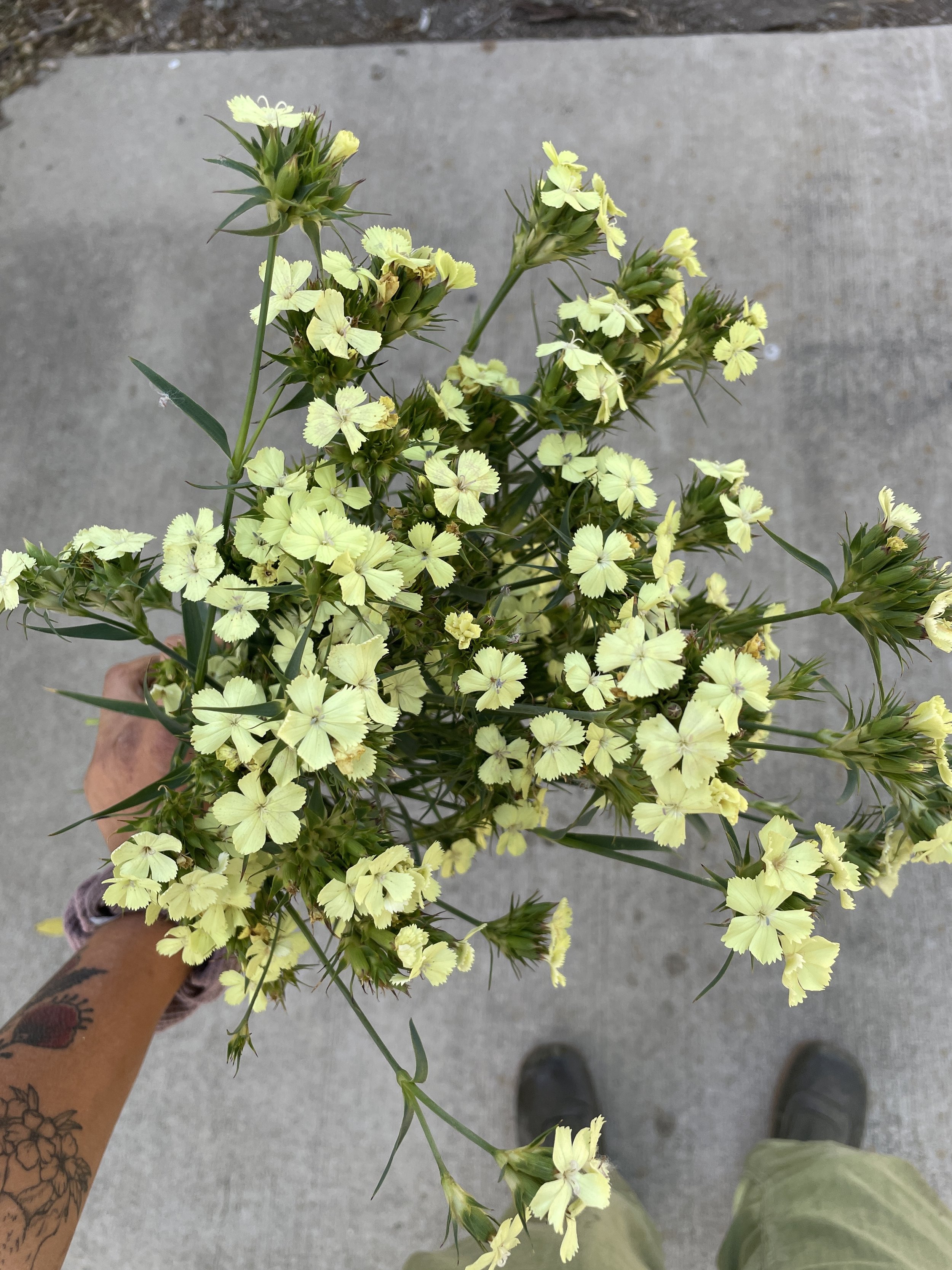 Dianthus 'Yellow Harmony'