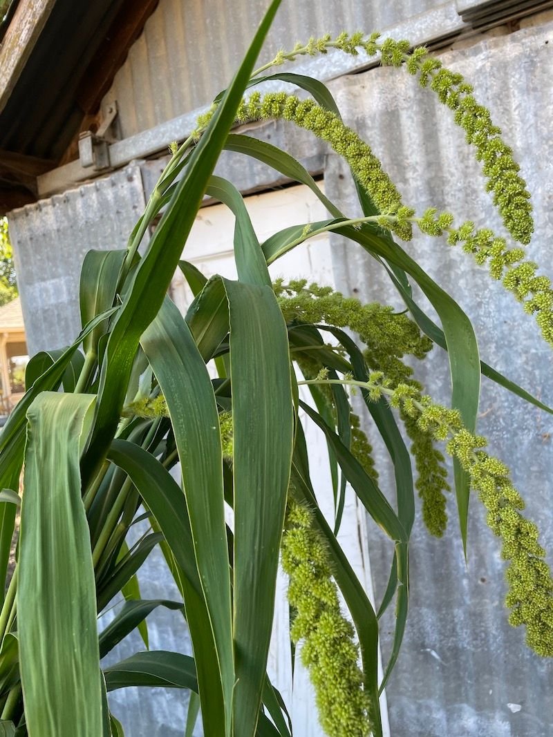 Millet 'Limelight'