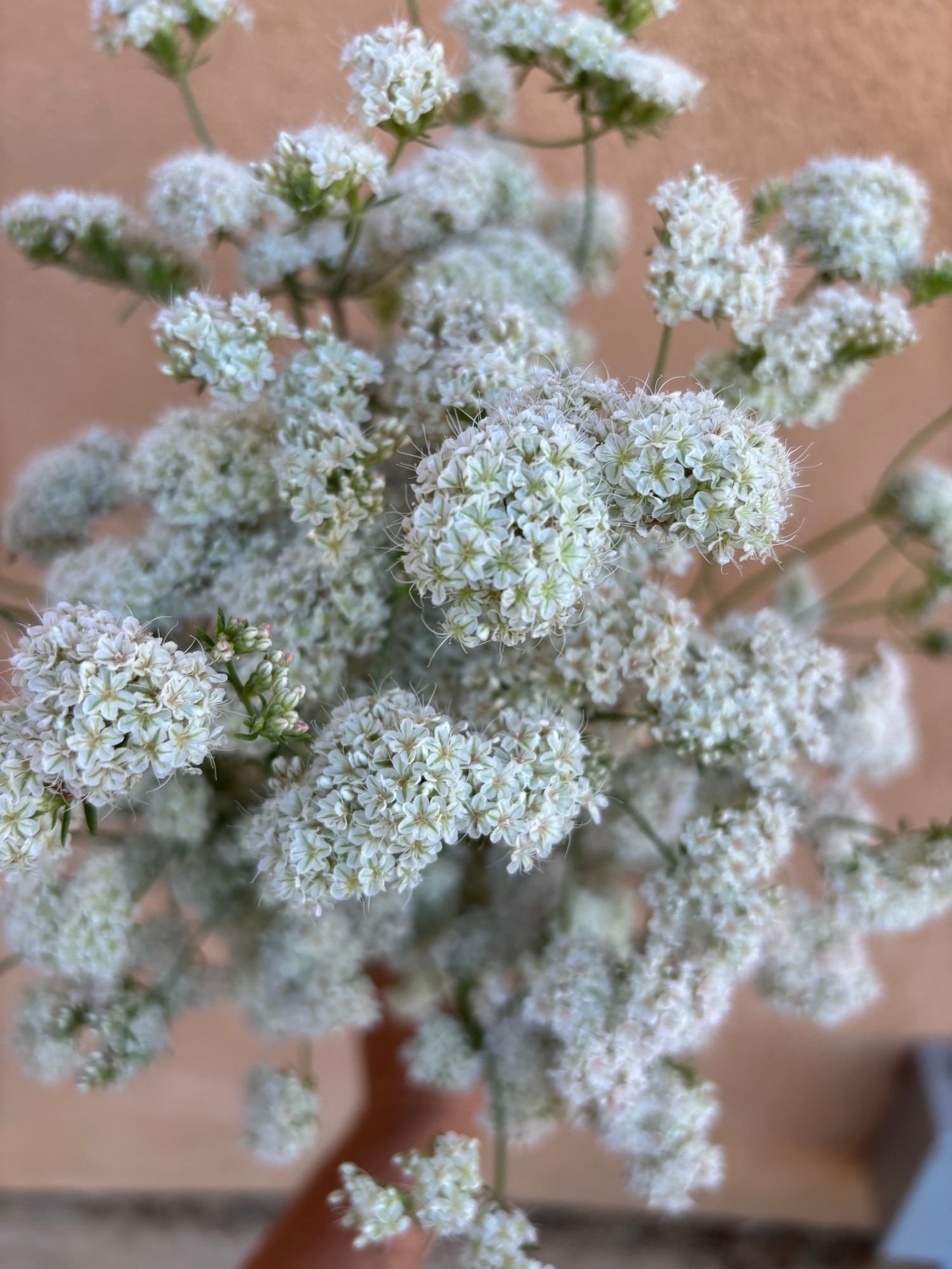 Eriogonum fasciculatum 'Warriner Lytle'