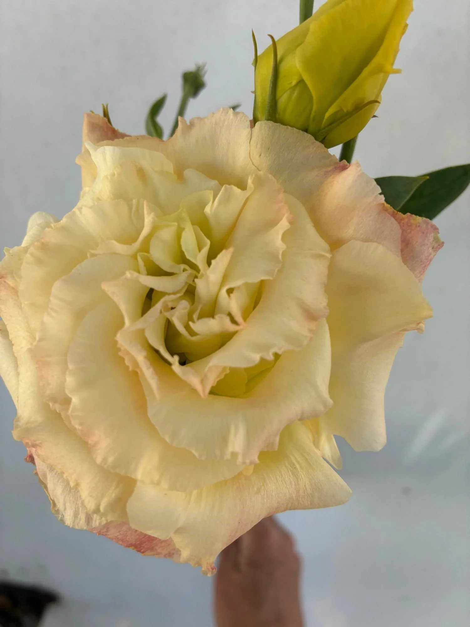 EUSTOMA grandiflorum Voyage Champagne
