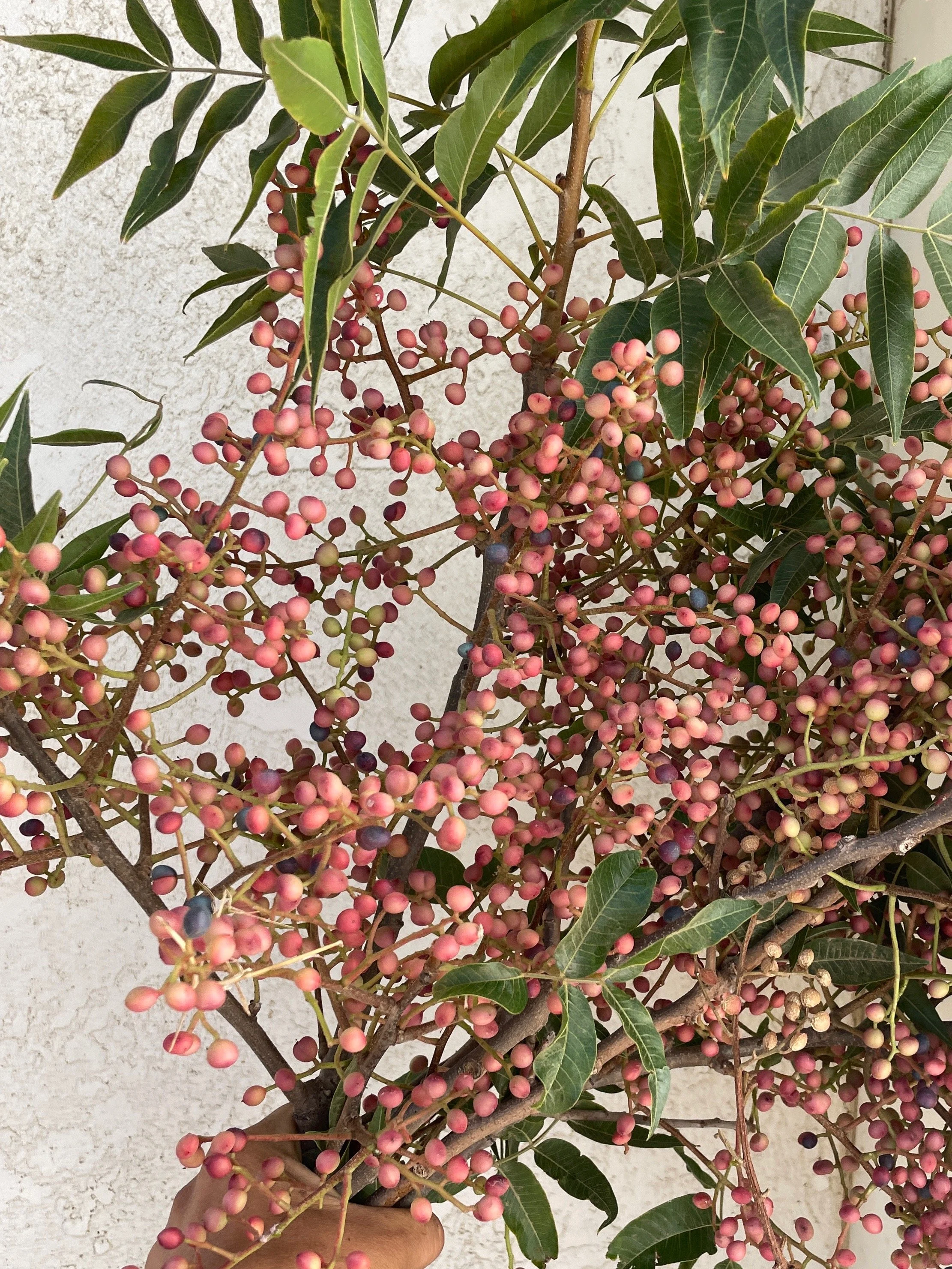 PISTACIA chinesis
