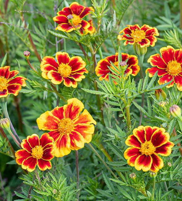 TAGETES patula Frances Choice