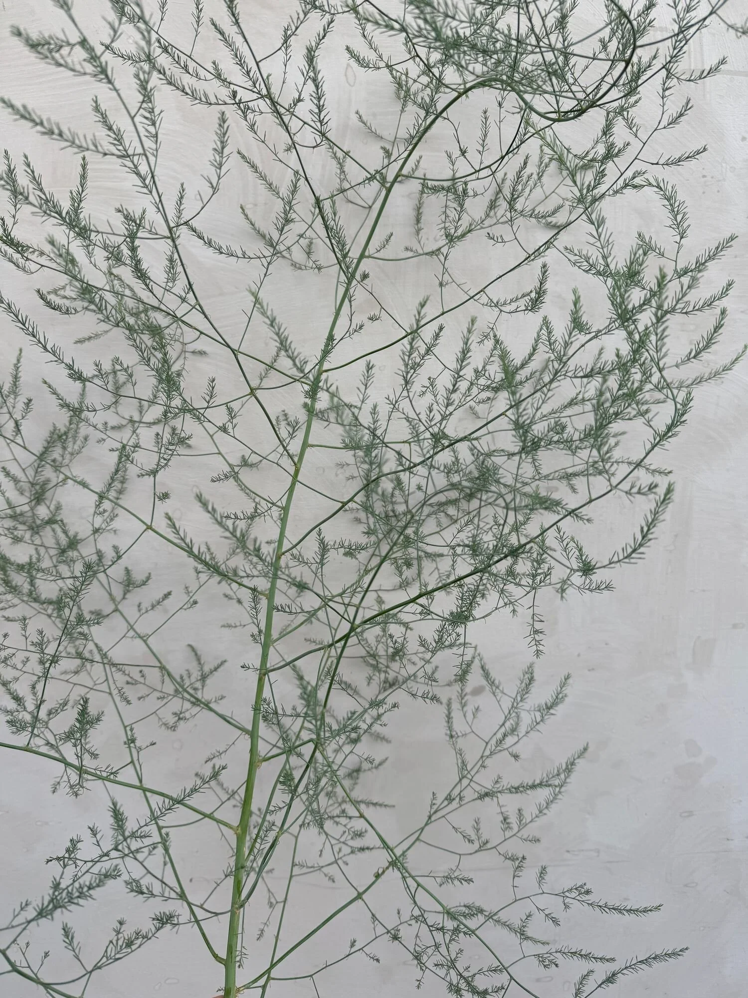 ASPARAGUS officinalis