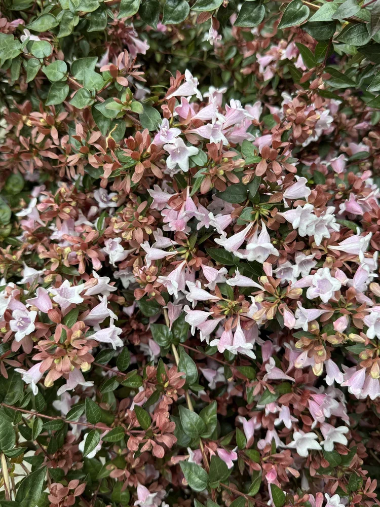 ABELIA x grandiflora