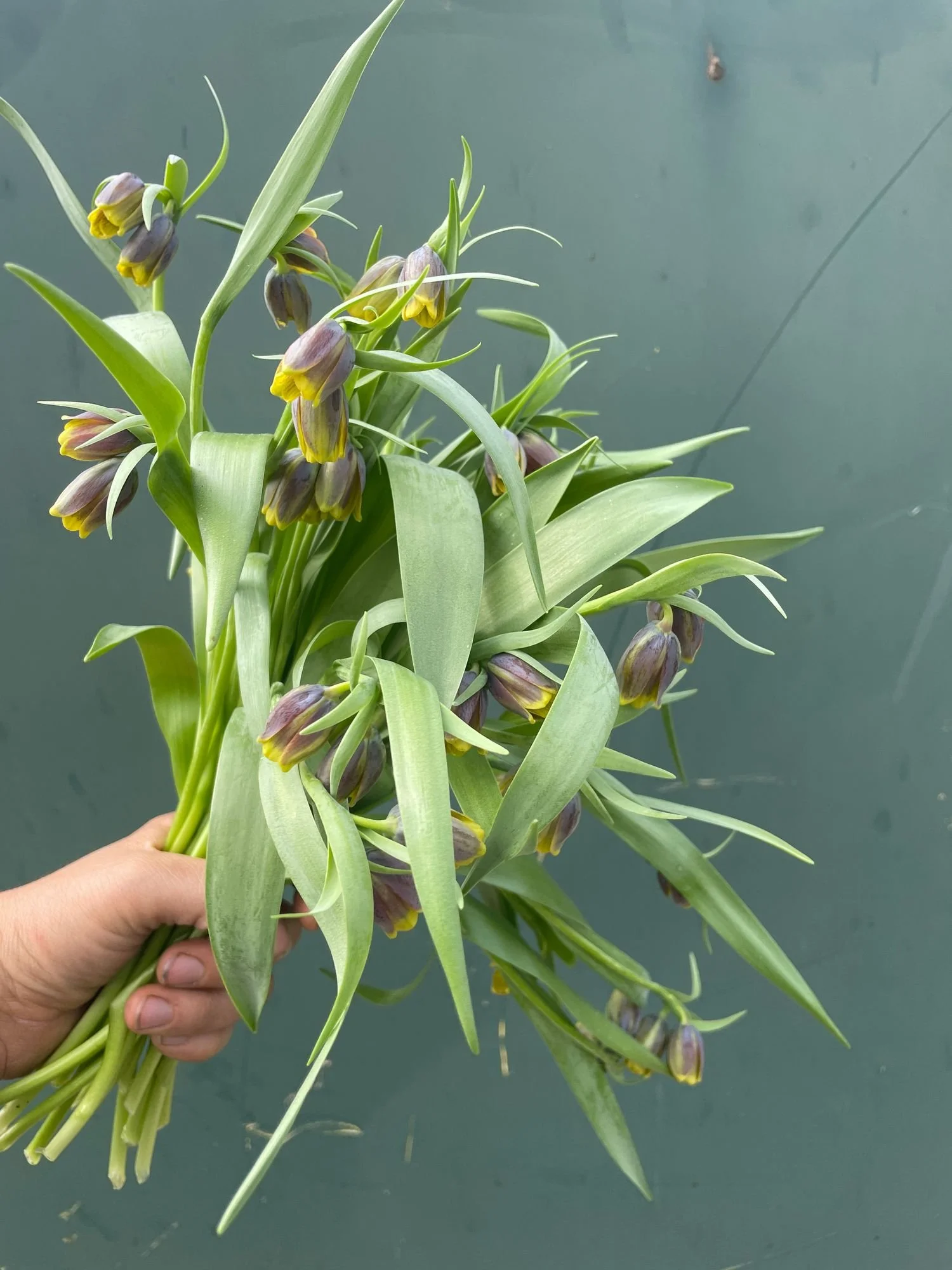 FRITILLARIA uva-vulpis