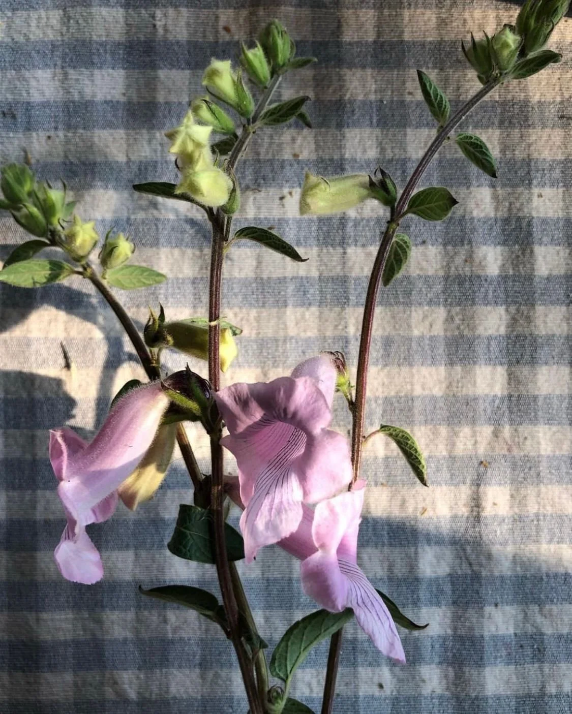 Ceratotheca South African Foxglove 'Lavender'