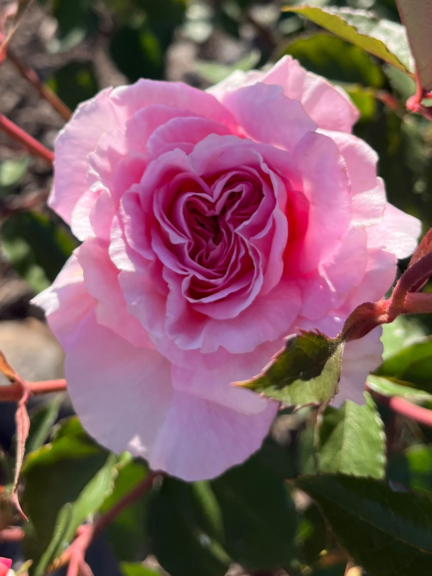 ROSA hybrida Francis Meilland